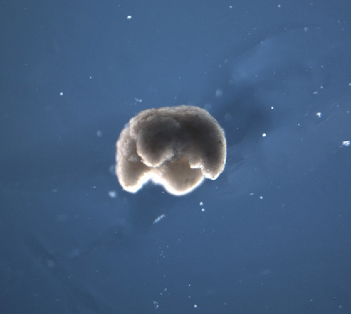 Biological robots, that is a thing now