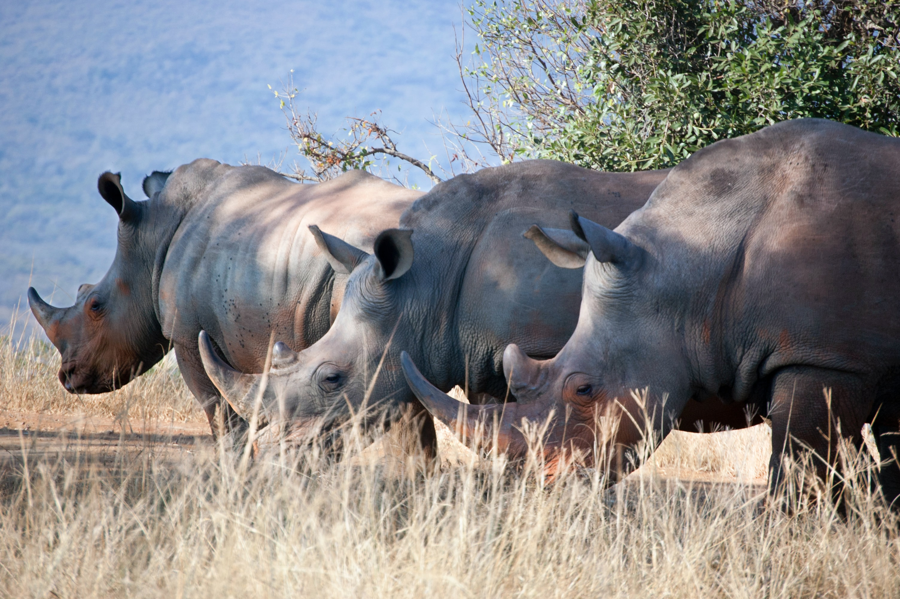 Rhino Recovery Fund.