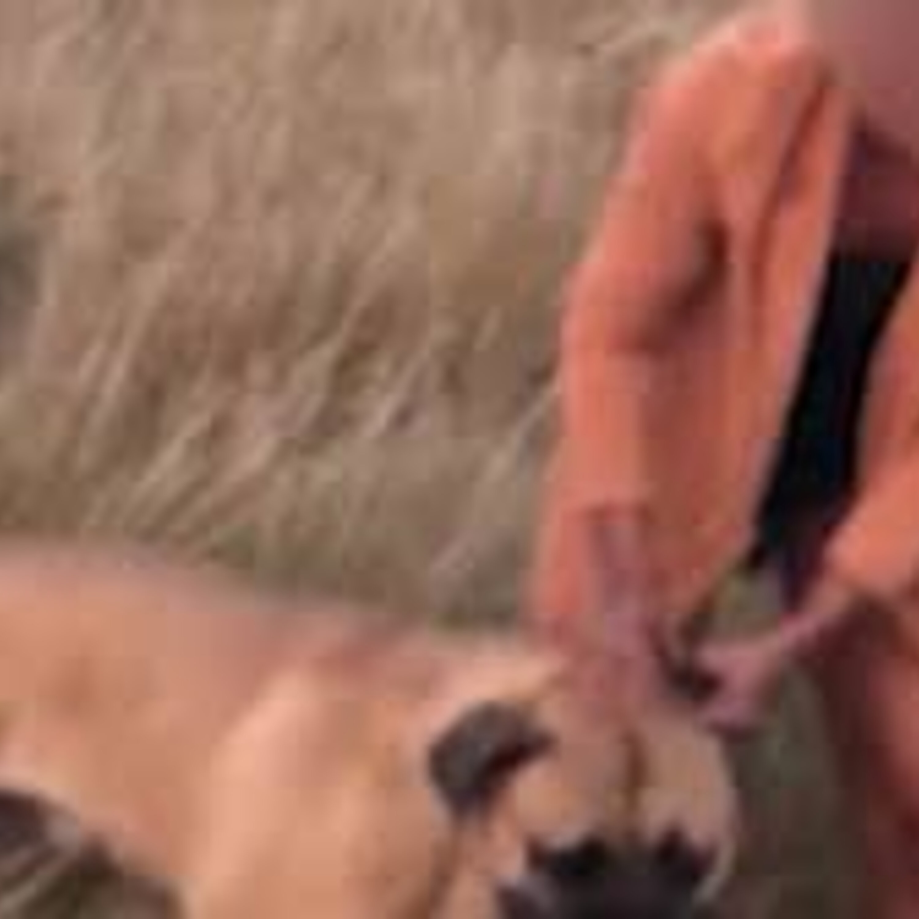 What’s Viral - Teen begs for help after her miniature pinscher was mauled to death
