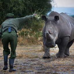 Last male Northern White Rhino on the planet dies in Kenya