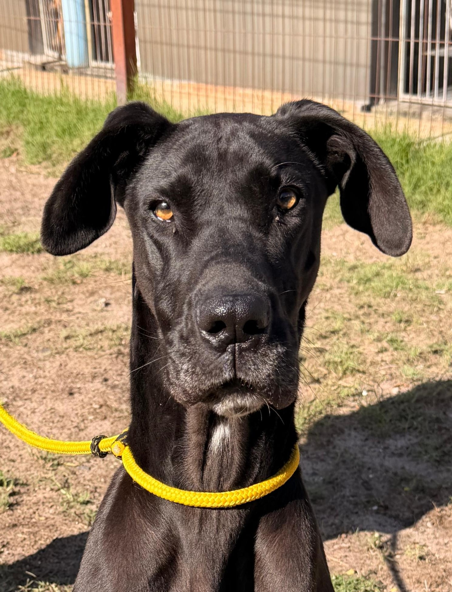 Home A Hound: Introducing  Beeno