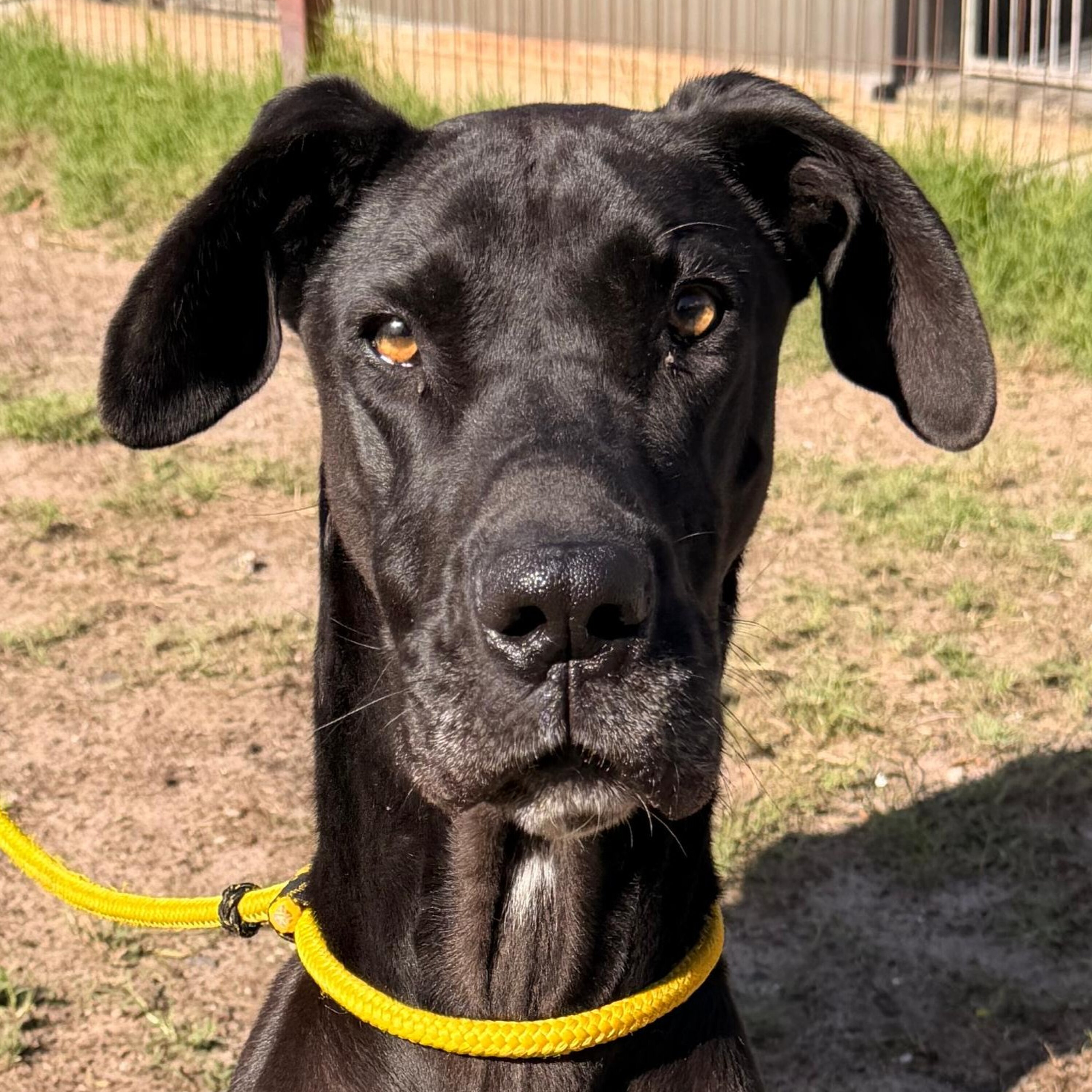 Home A Hound: Introducing Beeno