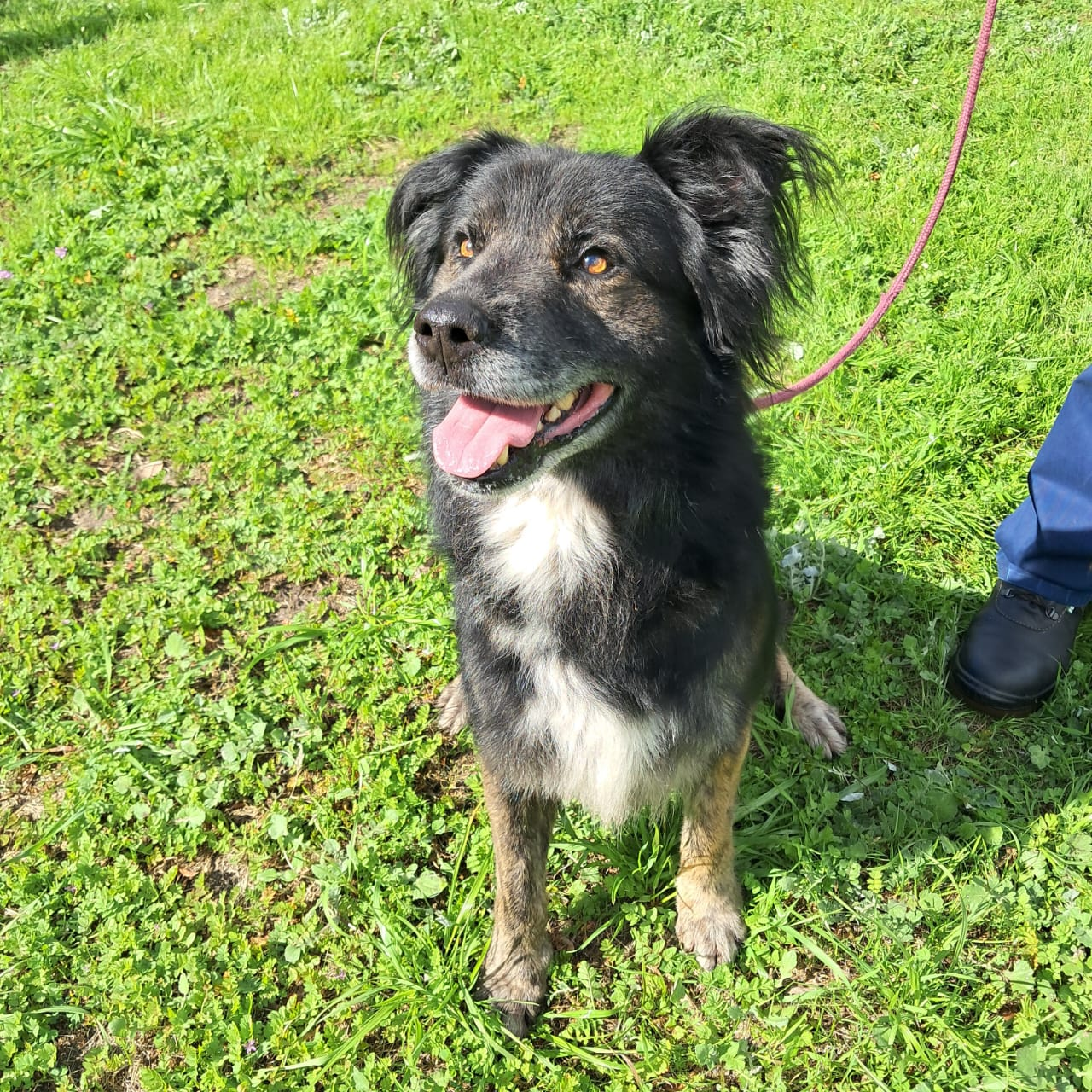 Home A Hound: Introducing Jaxx