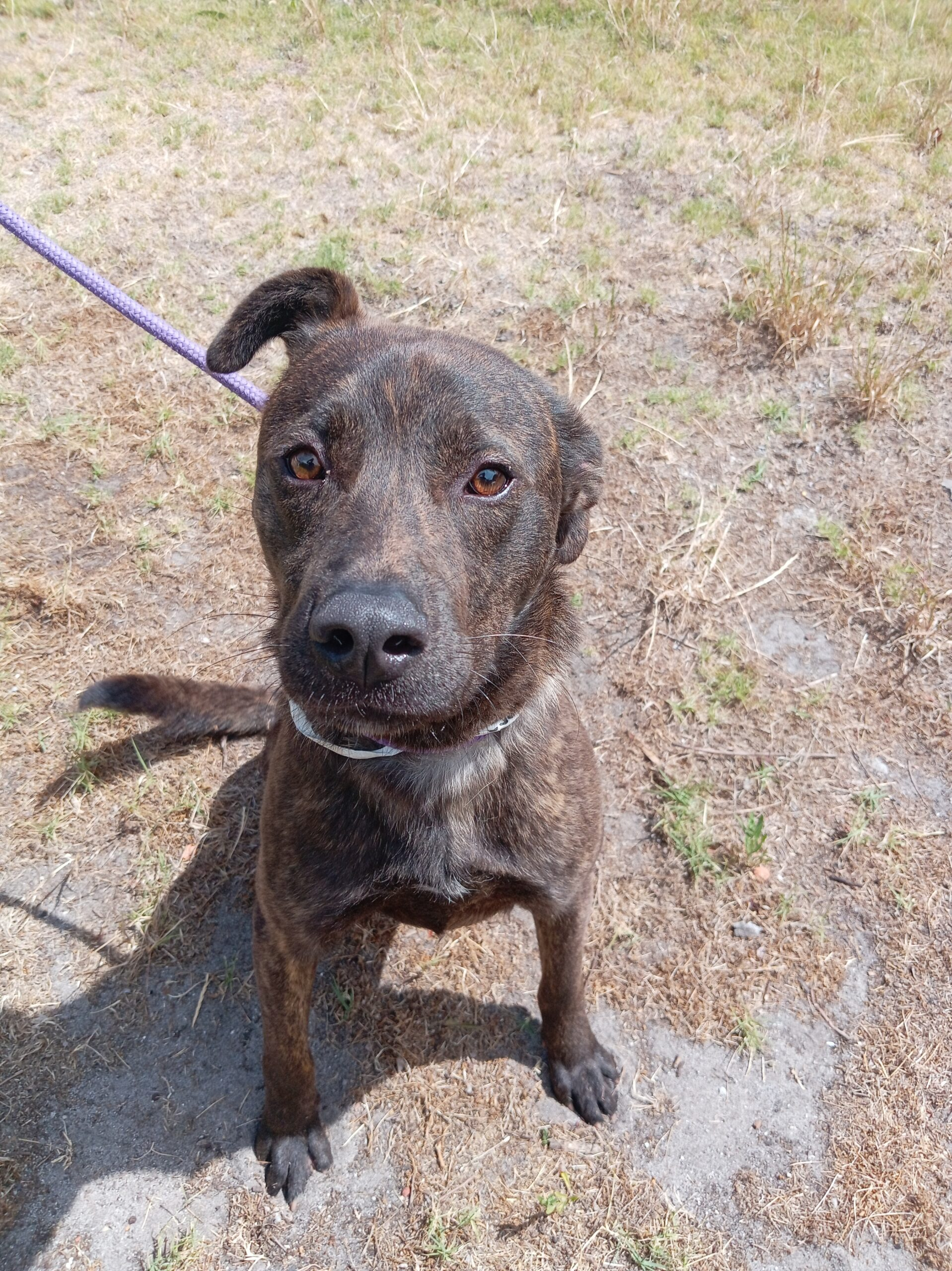 Home A Hound: Introducing Jona