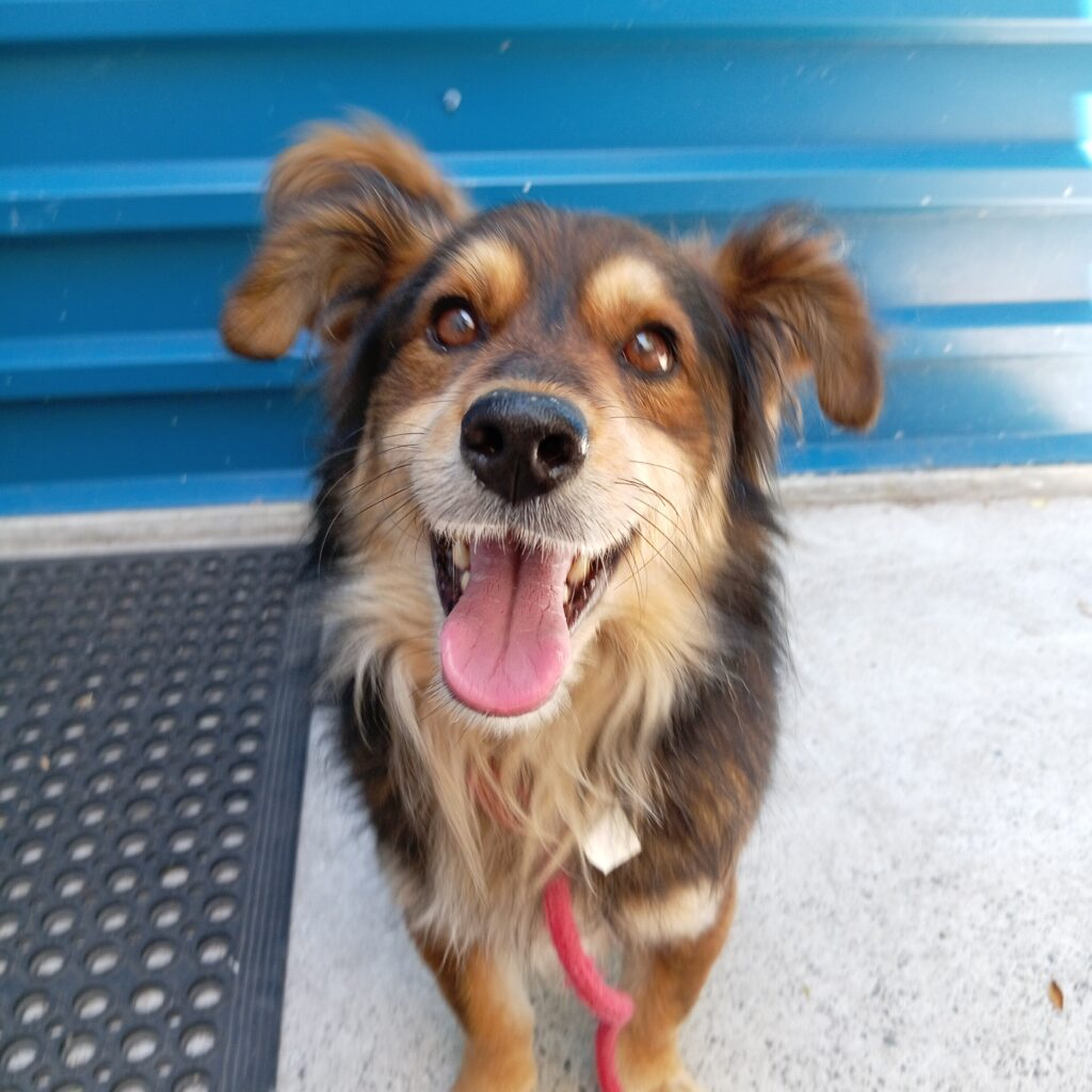 Home A Hound: Introducing Gatsby Home A Hound: Introducing Gatsby