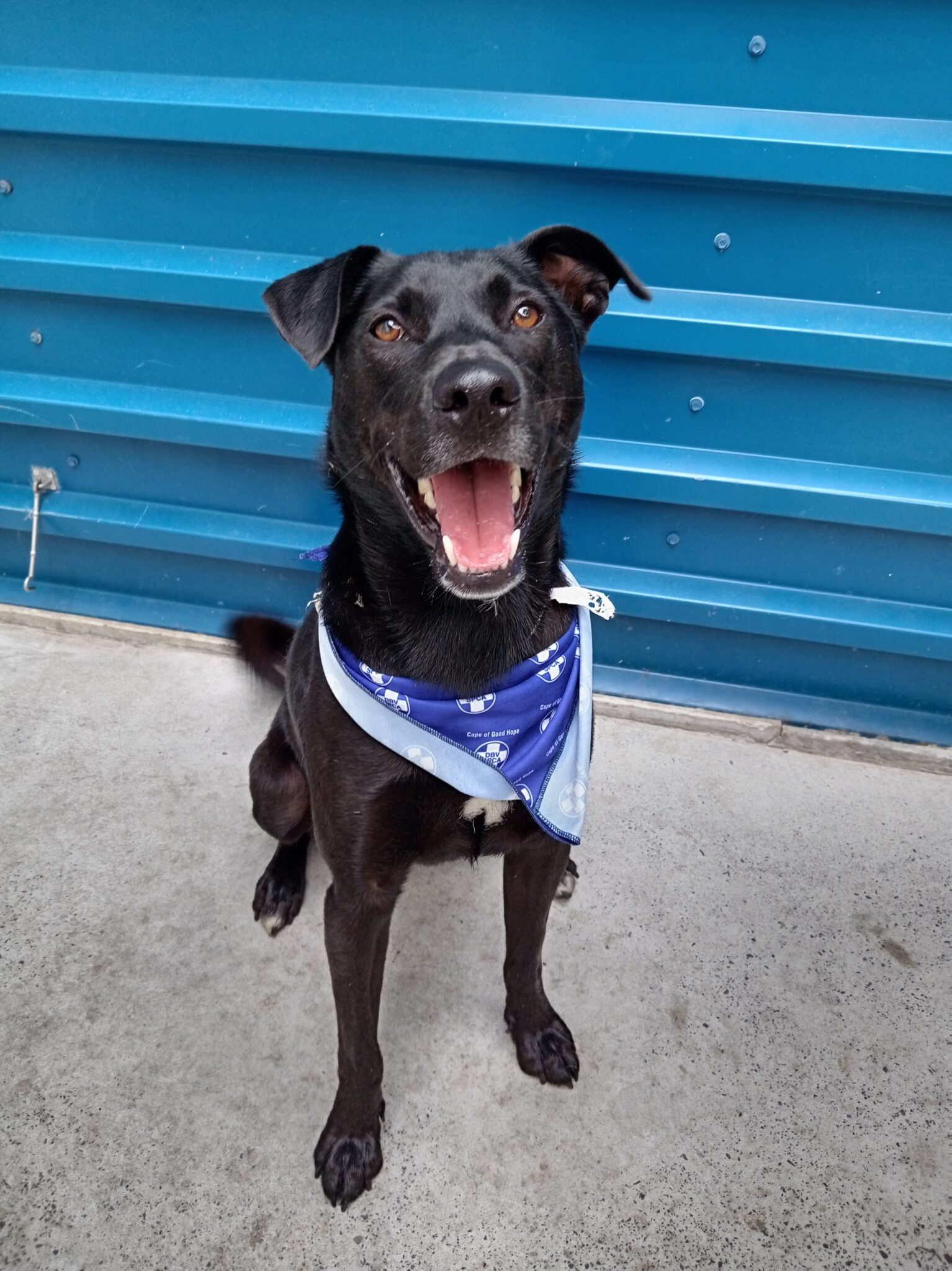 Home a Hound introducing - Rufus