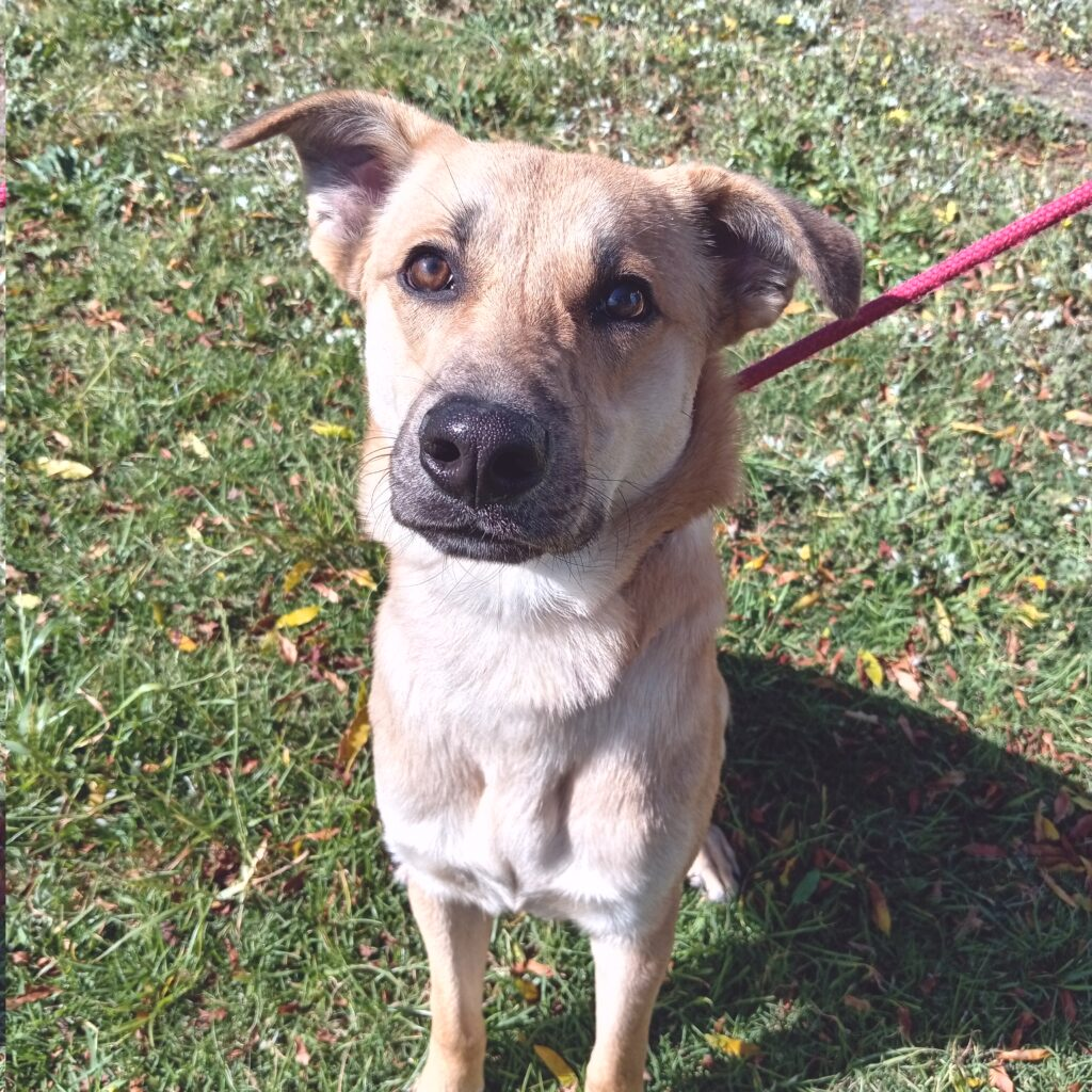 Home A Hound: Introducing Jackie