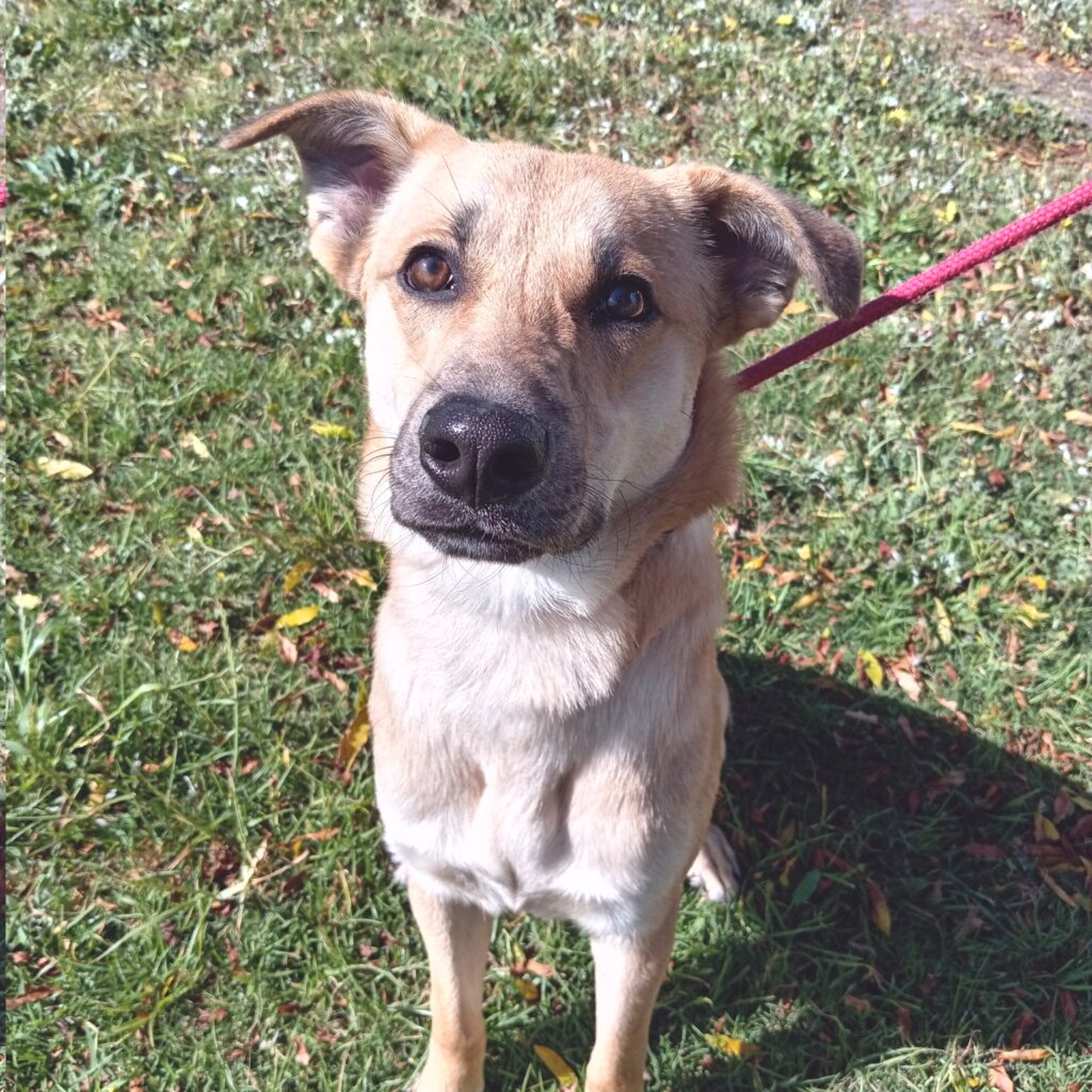 Home A Hound: Introducing Jackie Home A Hound: Introducing Jackie