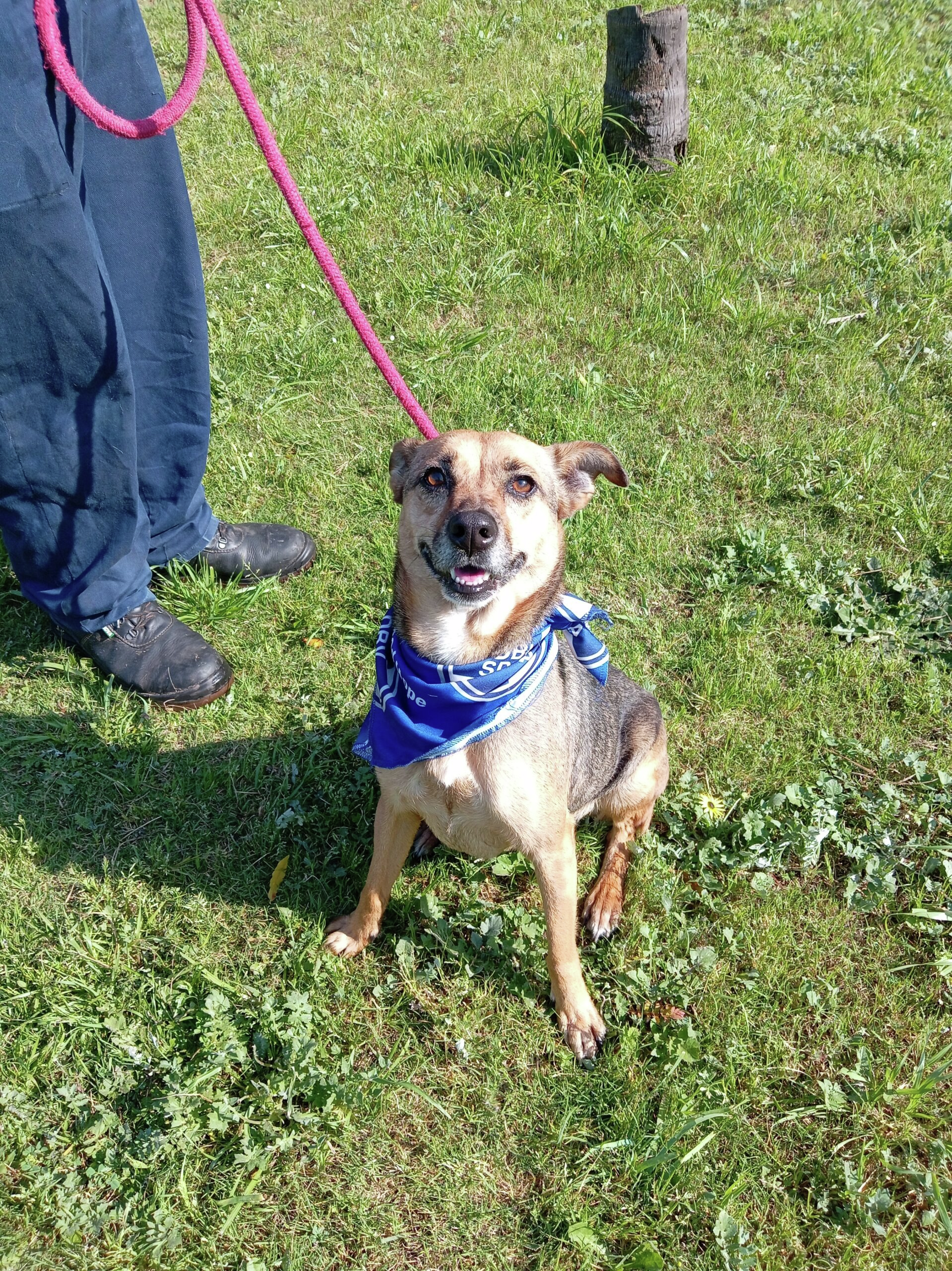 Home A Hound: Introducing Wanda