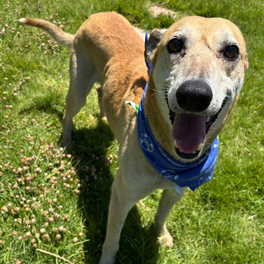 Home & Hound: Introducing Mustard