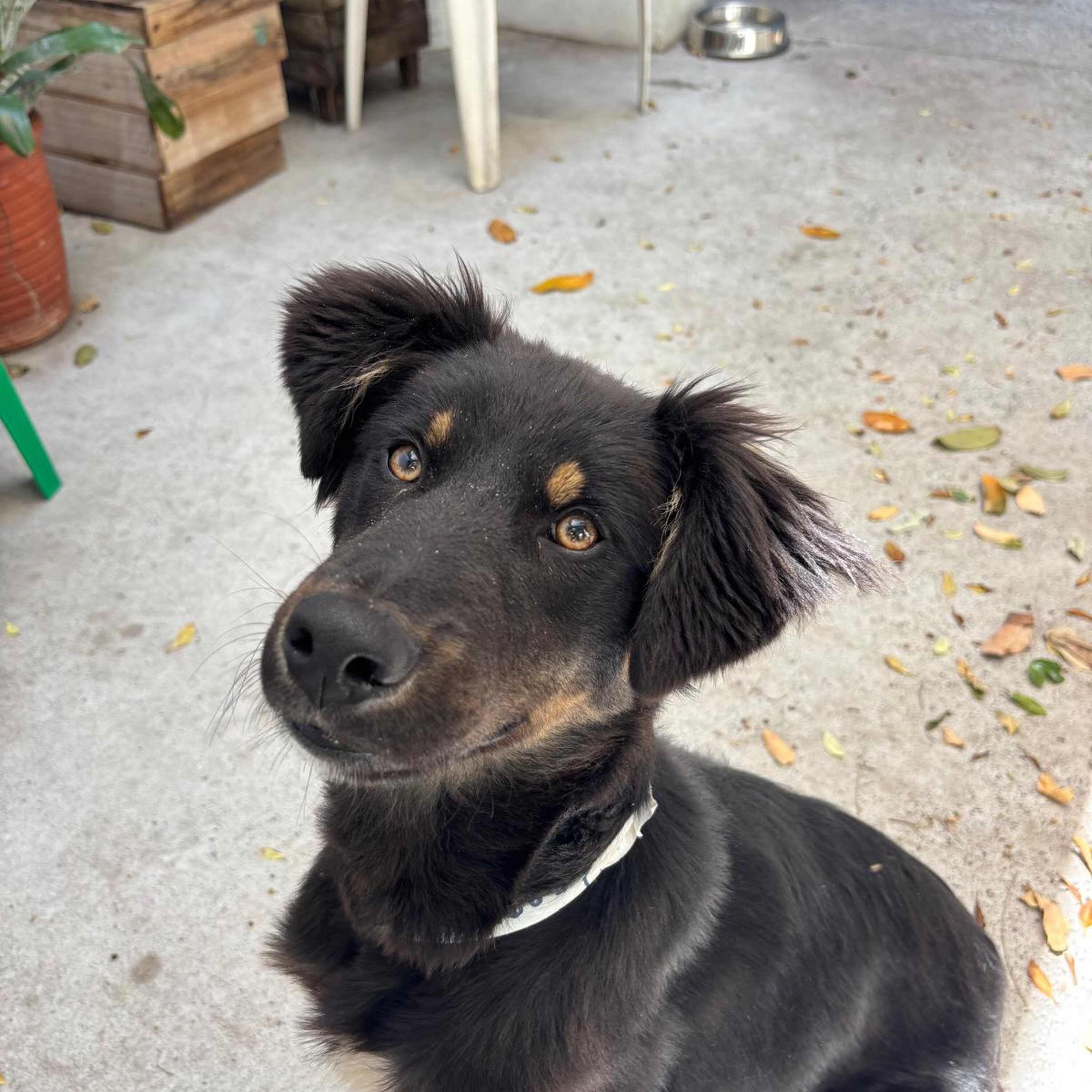 Home A Hound: Introducing Leo Home A Hound: Introducing Leo