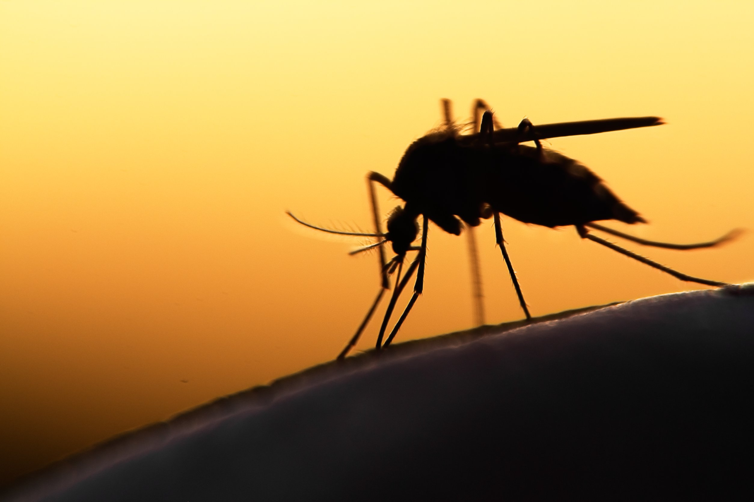 A vaccine for Malaria