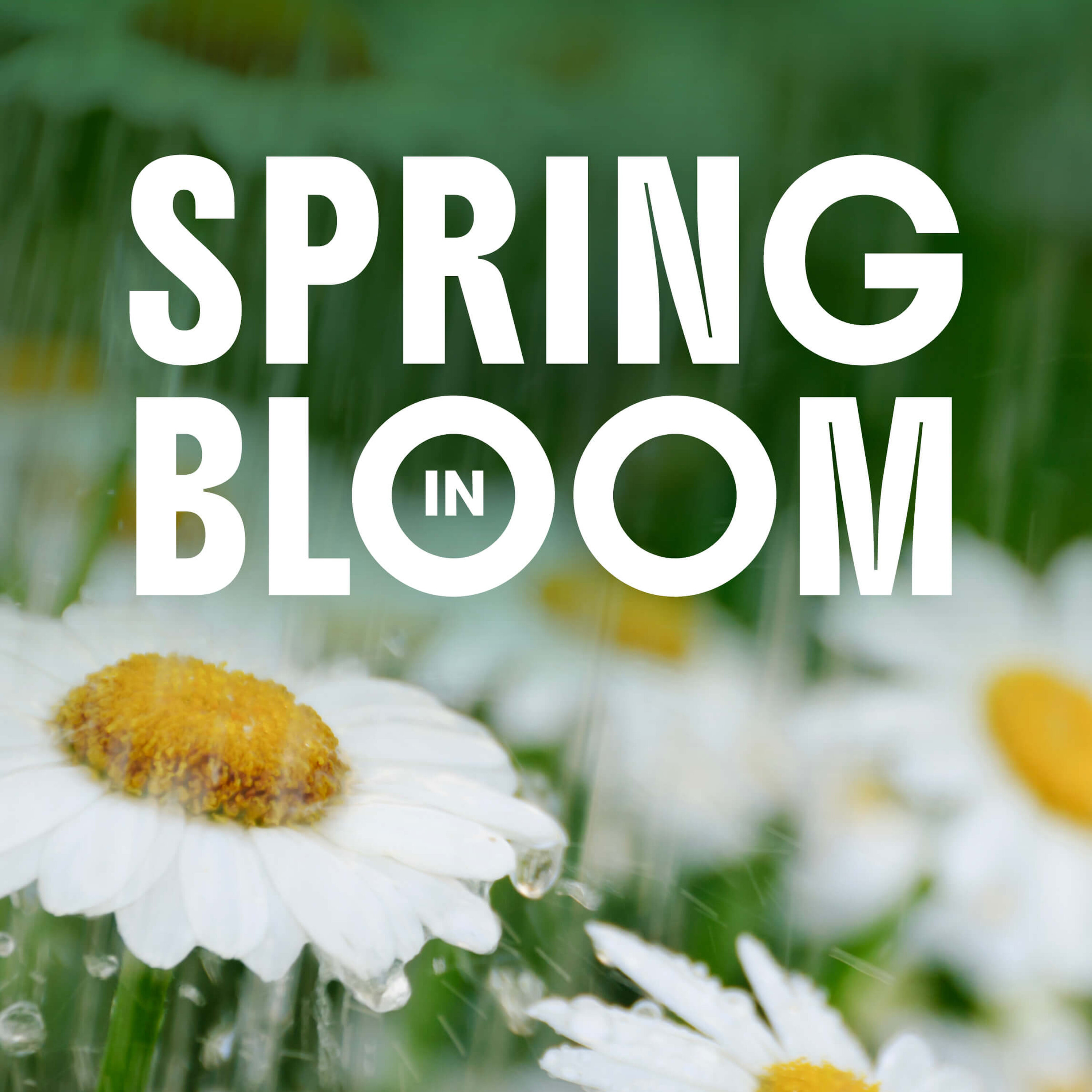 Spring in Bloom episode artwork