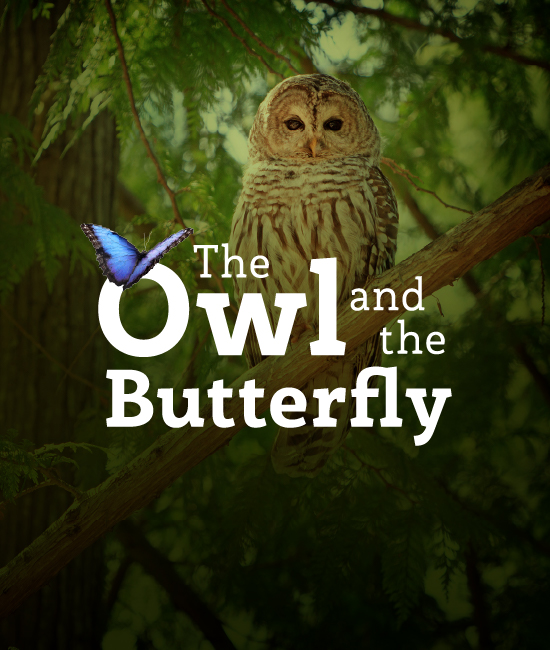 The Owl and the Butterfly