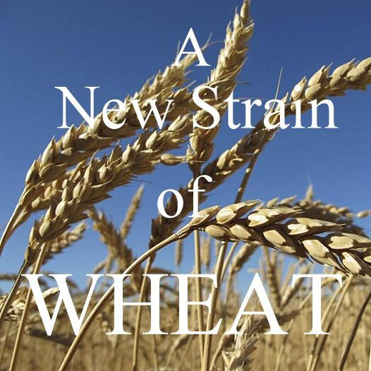 08-08-19 IT'S YOUR DIVINE DESTINY - A NEW STRAIN OF WHEAT