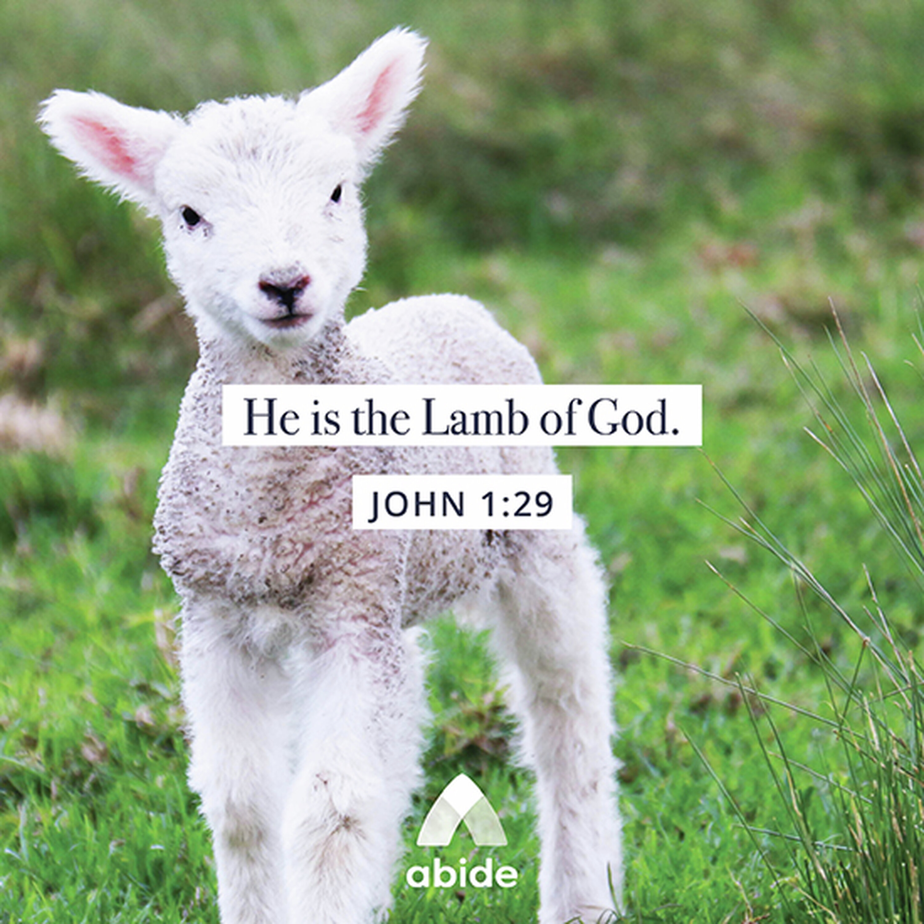 Jesus: Lamb of God Jesus: Lamb of God