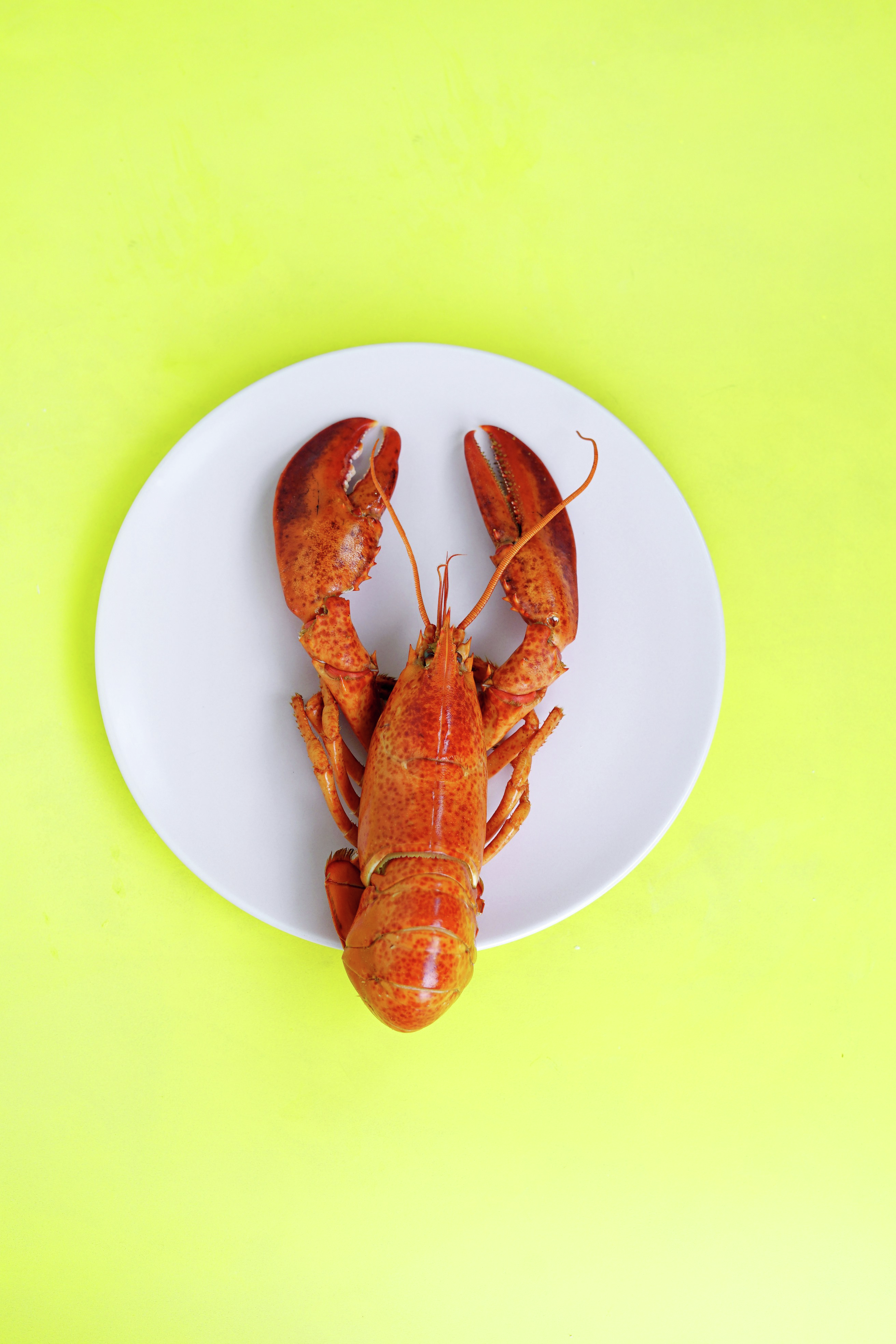 Highland's Heroes: Lobster for Heroes, Fraud for the Rest – Let's Fix This Mess!