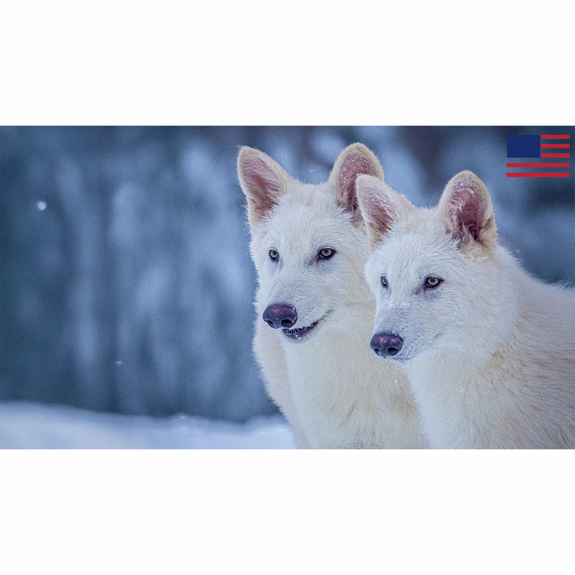 THOUGHTCRIME Ep. 79 — Real-Life Dire Wolves? Austin Metcalf and Karmelo Anthony?