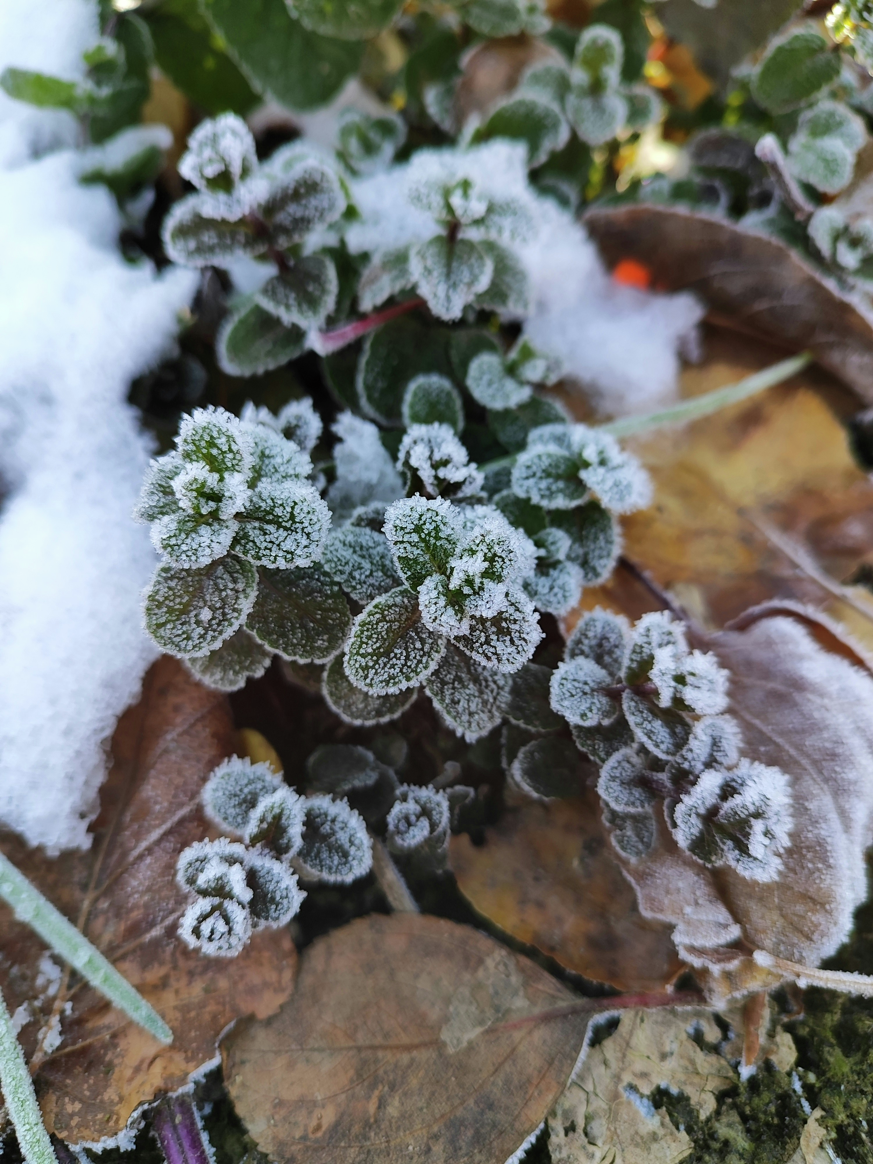 JENE'S TROPICALS - PROTECT YOUR PLANTS FROM THE COLD