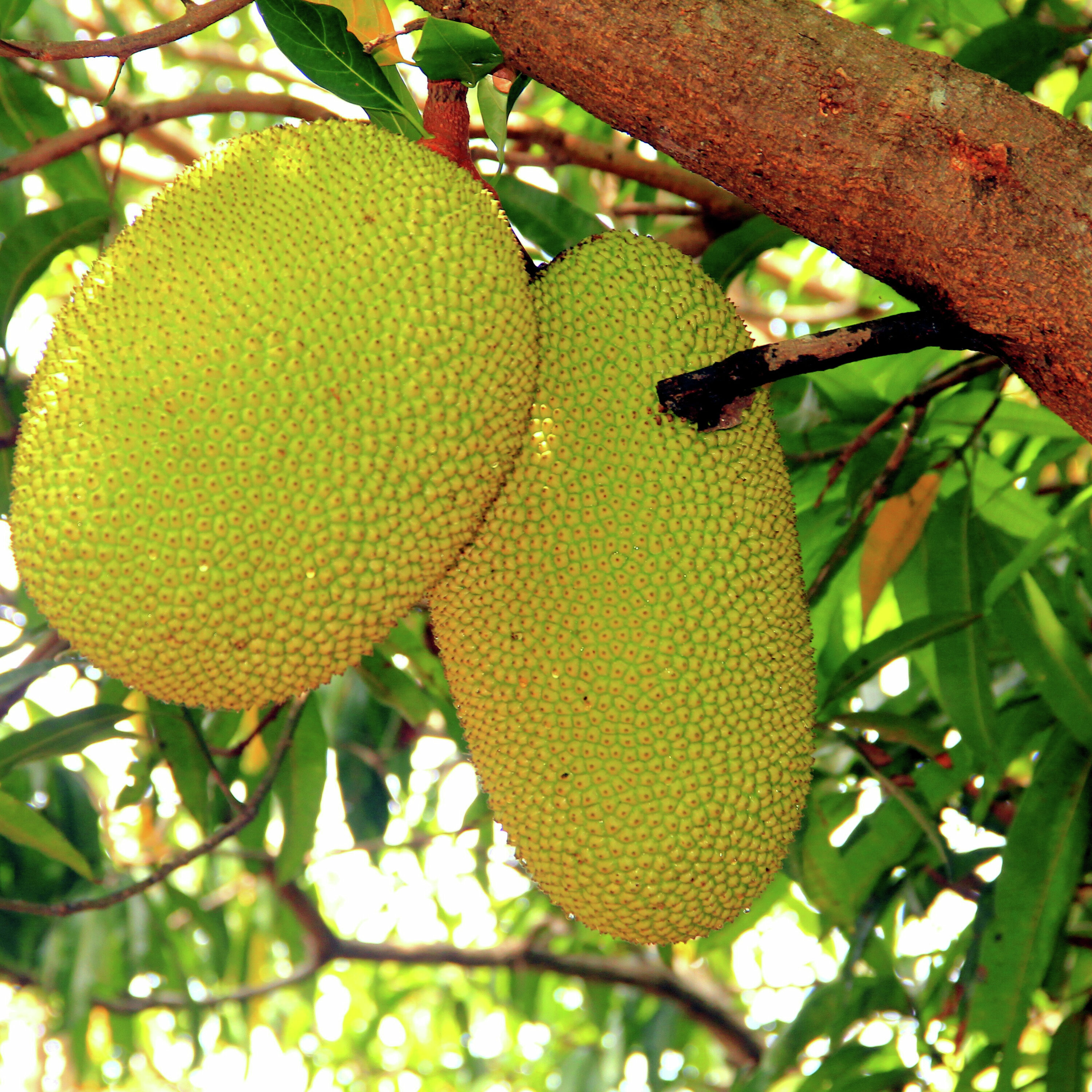 JENE'S TROPICALS - JACKFRUIT: THE GIANT, THE MYTH, THE LEGEND episode artwork