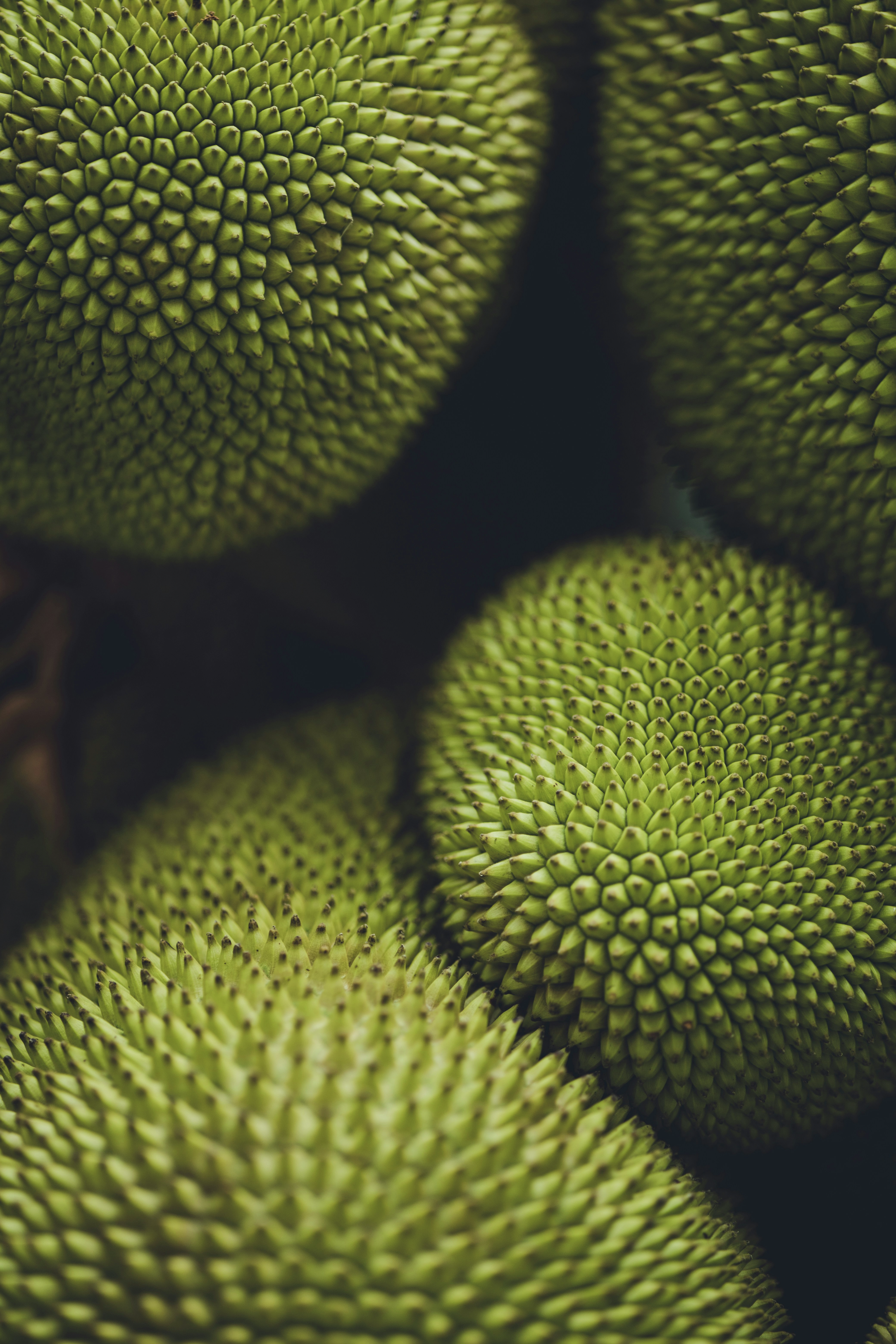 JENE'S TROPICALS - JACKFRUIT: THE GIANT, THE MYTH, THE LEGEND episode artwork