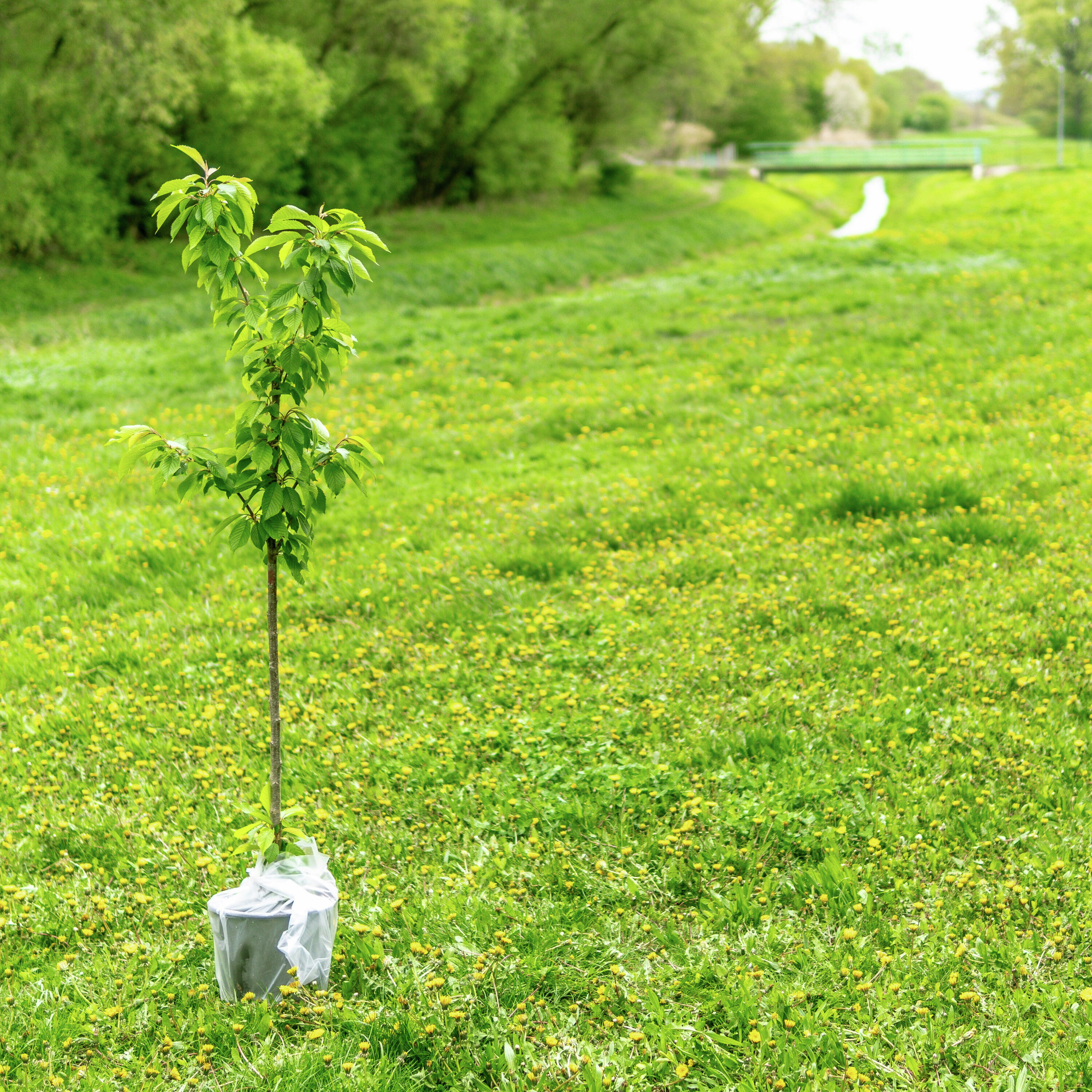 JENE'S TROPICALS - THE BEST TIME TO PLANT A TREE? YESTERDAY! episode artwork