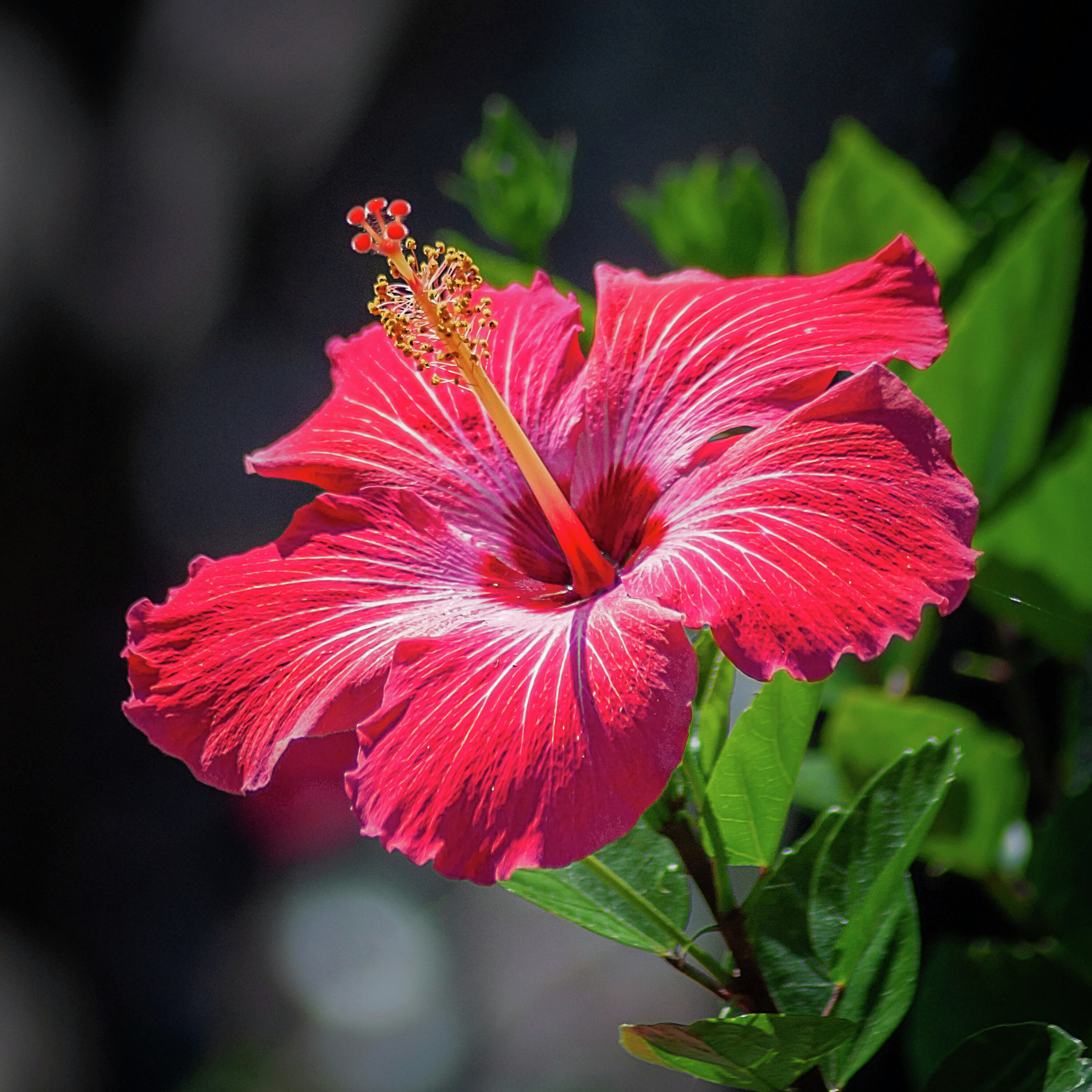 JENE'S TROPICALS - HIBISCUS: THE TROPICAL SHOWSTOPPER FOR YOR GARDEN episode artwork