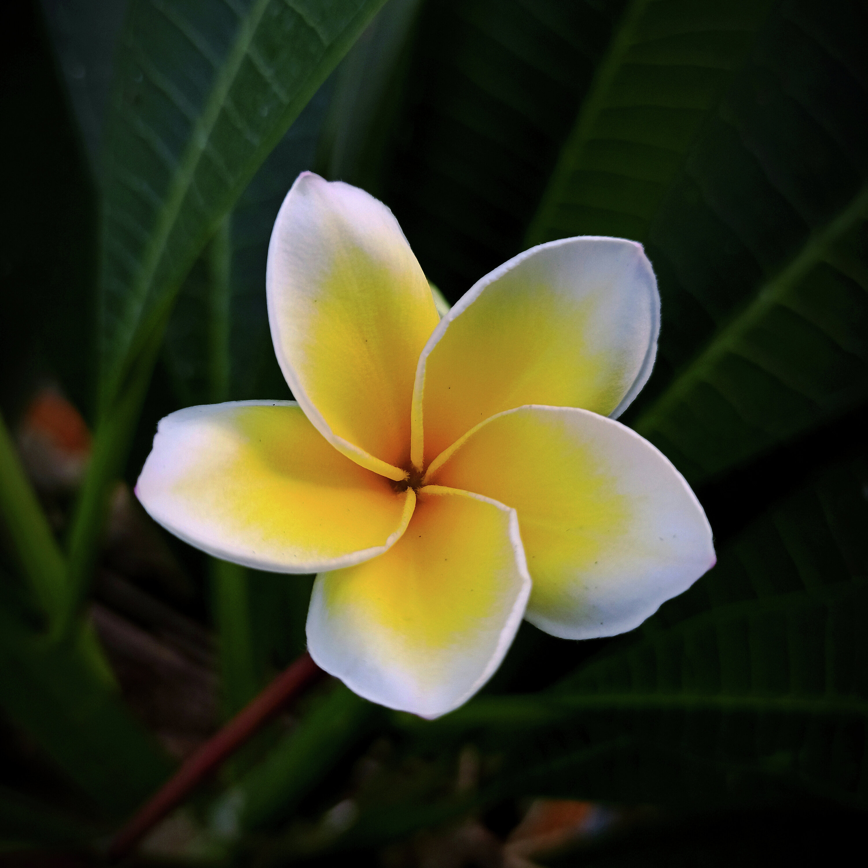 JENE'S TROPICALS - PLUMERIA PERFECTION episode artwork