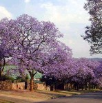 JENE'S TROPICALS - FLOWERING TREES THAT TURN HEADS episode artwork