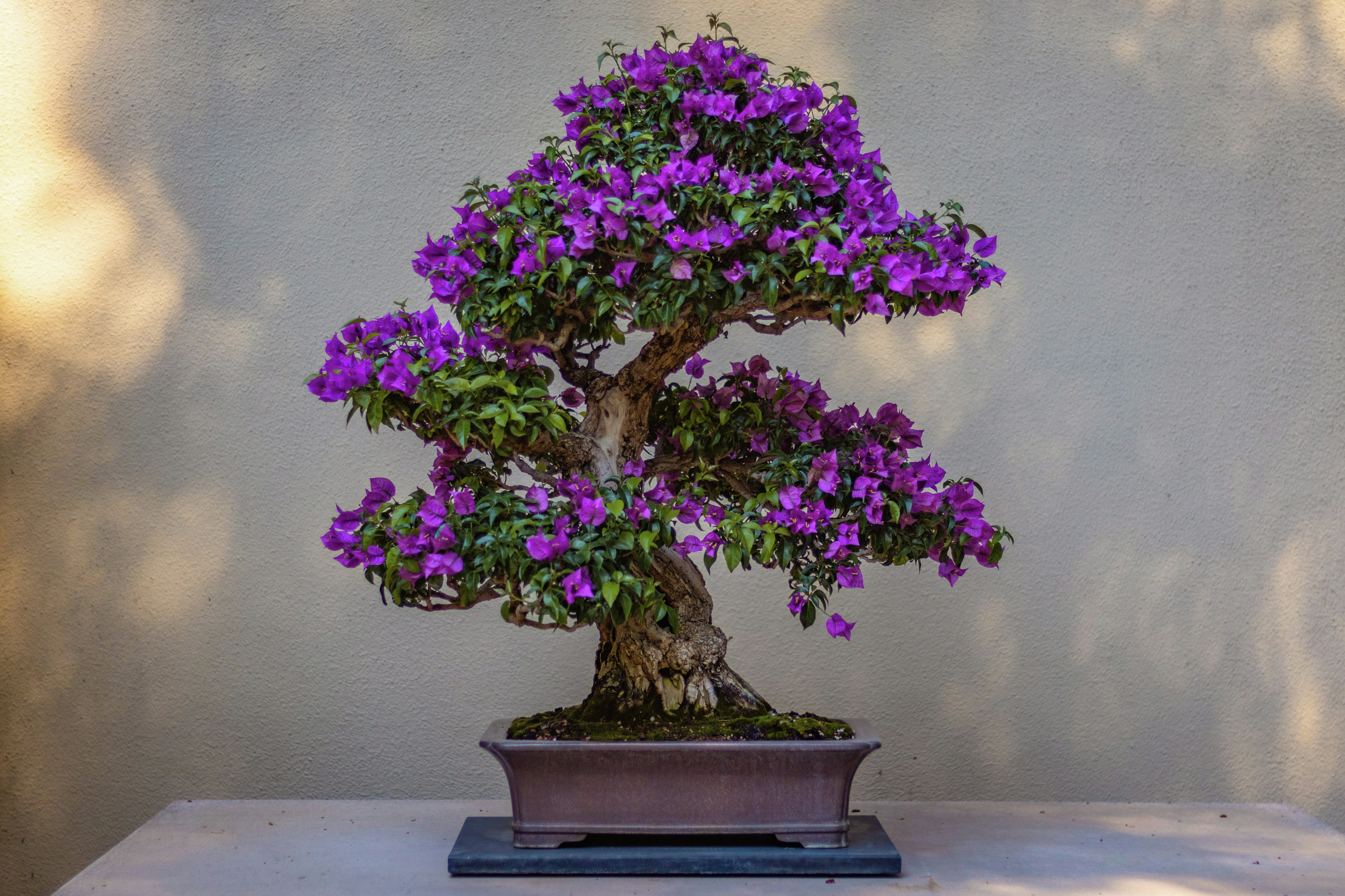 JENES TROPICALS - BONSAI AND BEYOND