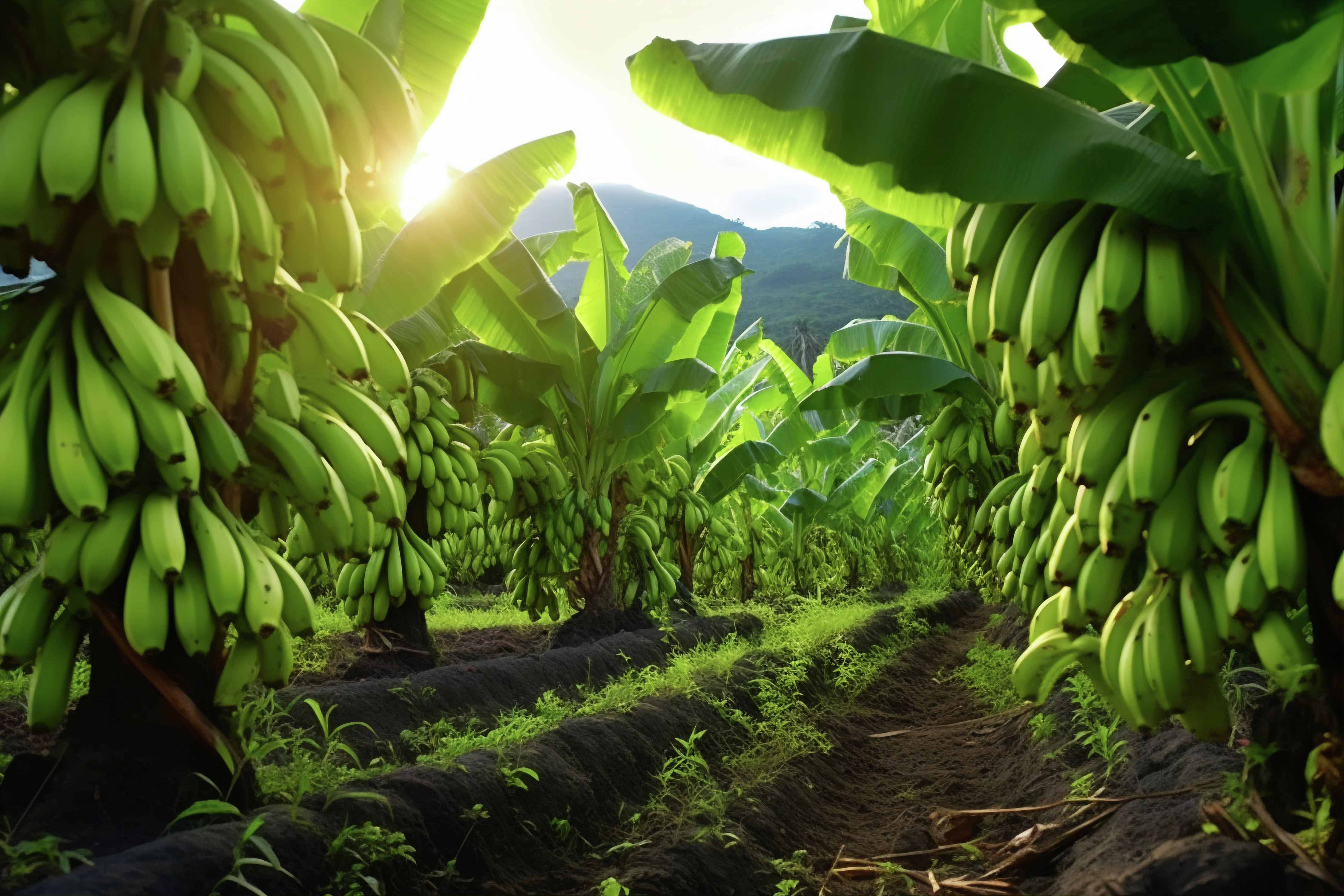 JENE'S TROPICALS - THE SHOW IS BANANAS! -(B-A-N-A-N-A-S) episode artwork