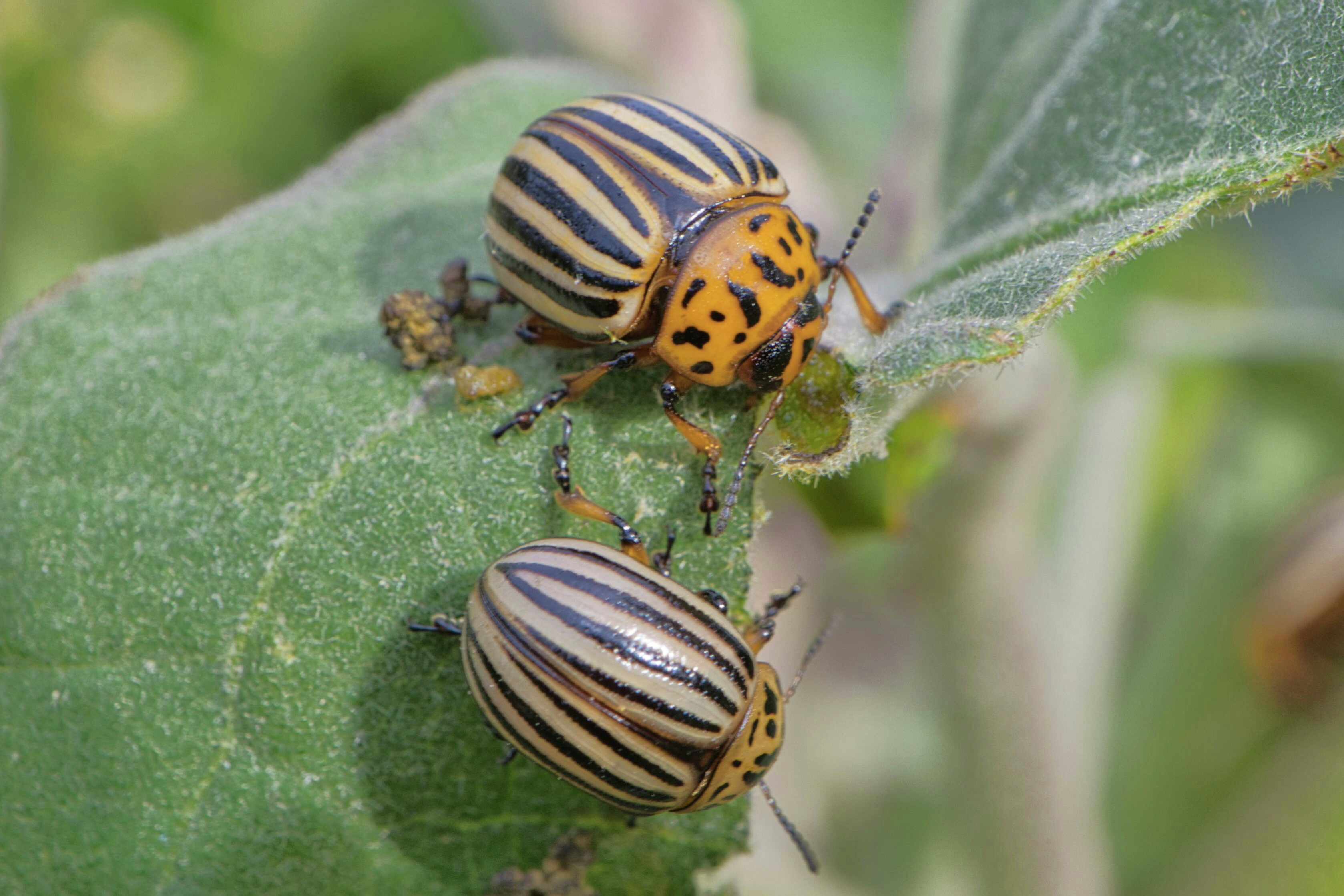 JENE'S TROPICALS - SAY GOODBYE TO PESKY PESTS
