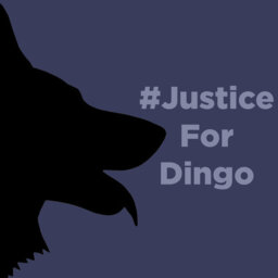 Justice For Dingo
