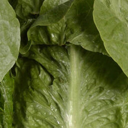 Stricter metrics means no E.coli outbreaks in Yuma lettuce