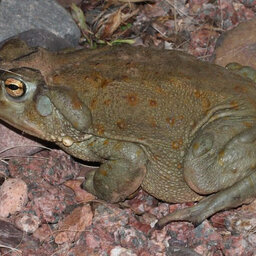 Monsoon rains in Arizona bring toxic Sonoran Desert toads
