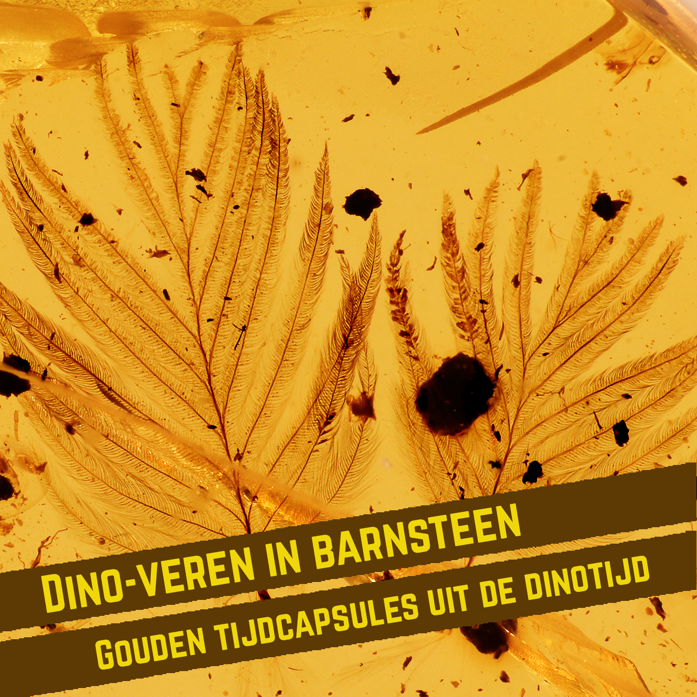 Dino-veren in barnsteen: gouden tijdcapsules uit de dinotijd