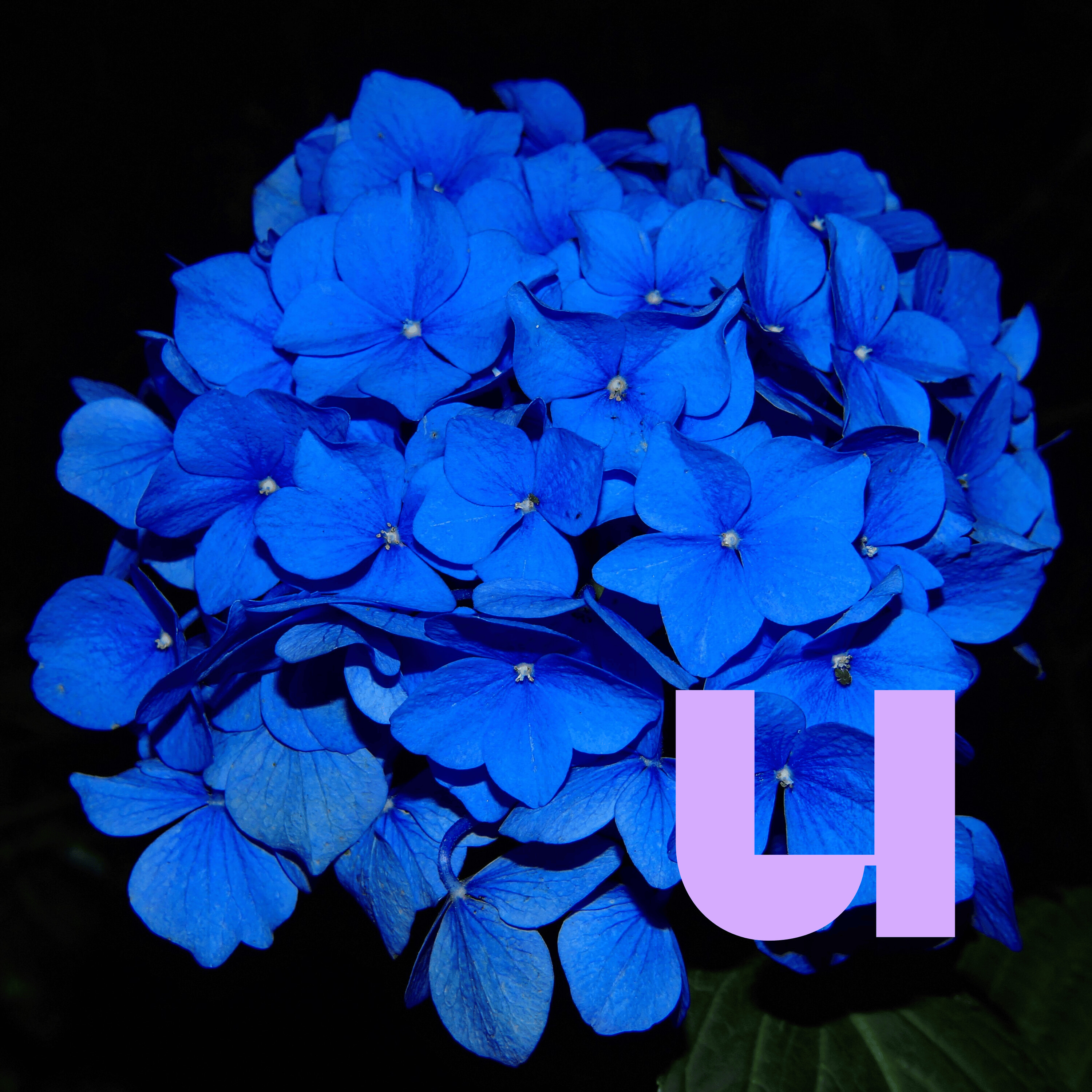 654. Waarom zijn bloemen bijna nooit blauw?