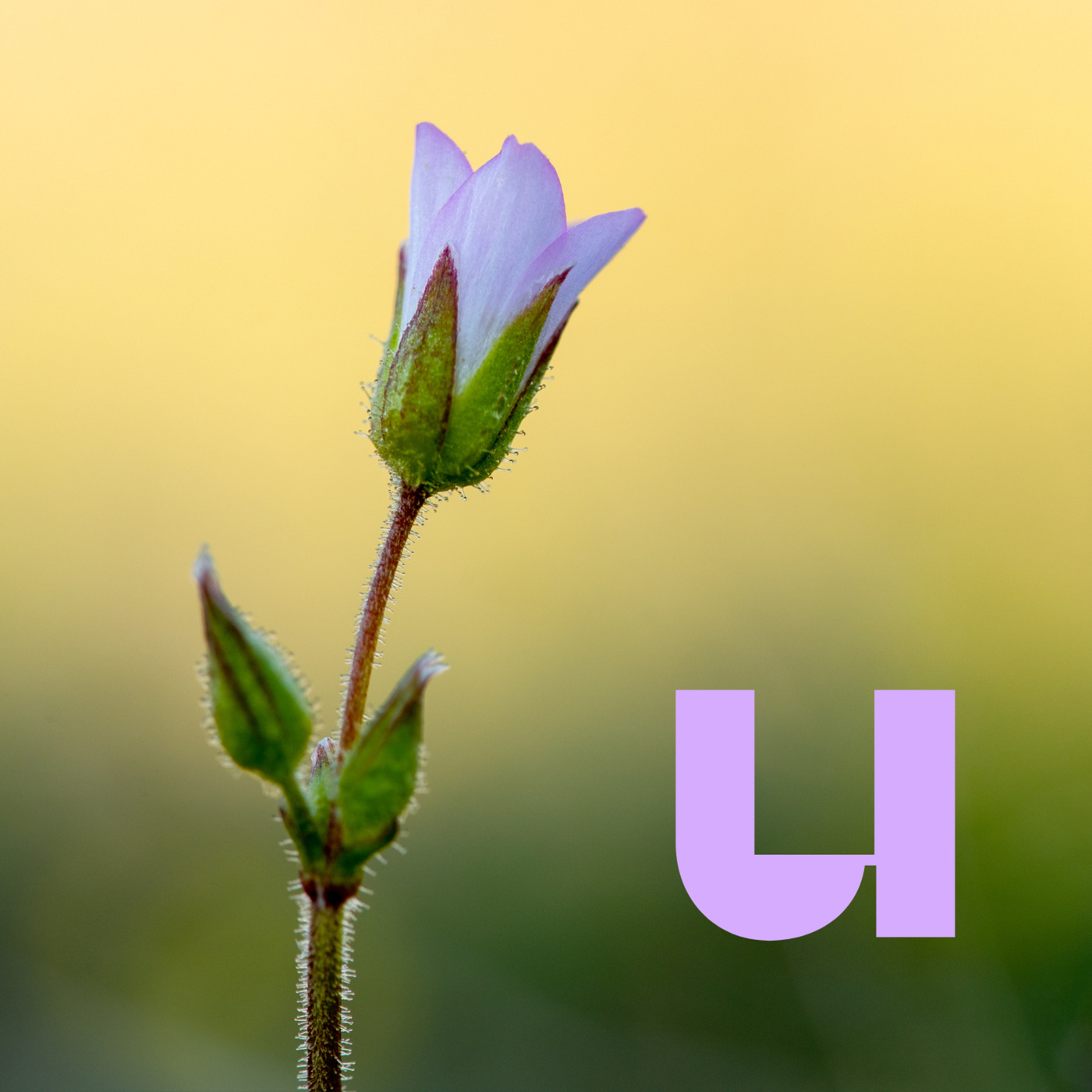 De Universiteit van Nederland Podcast