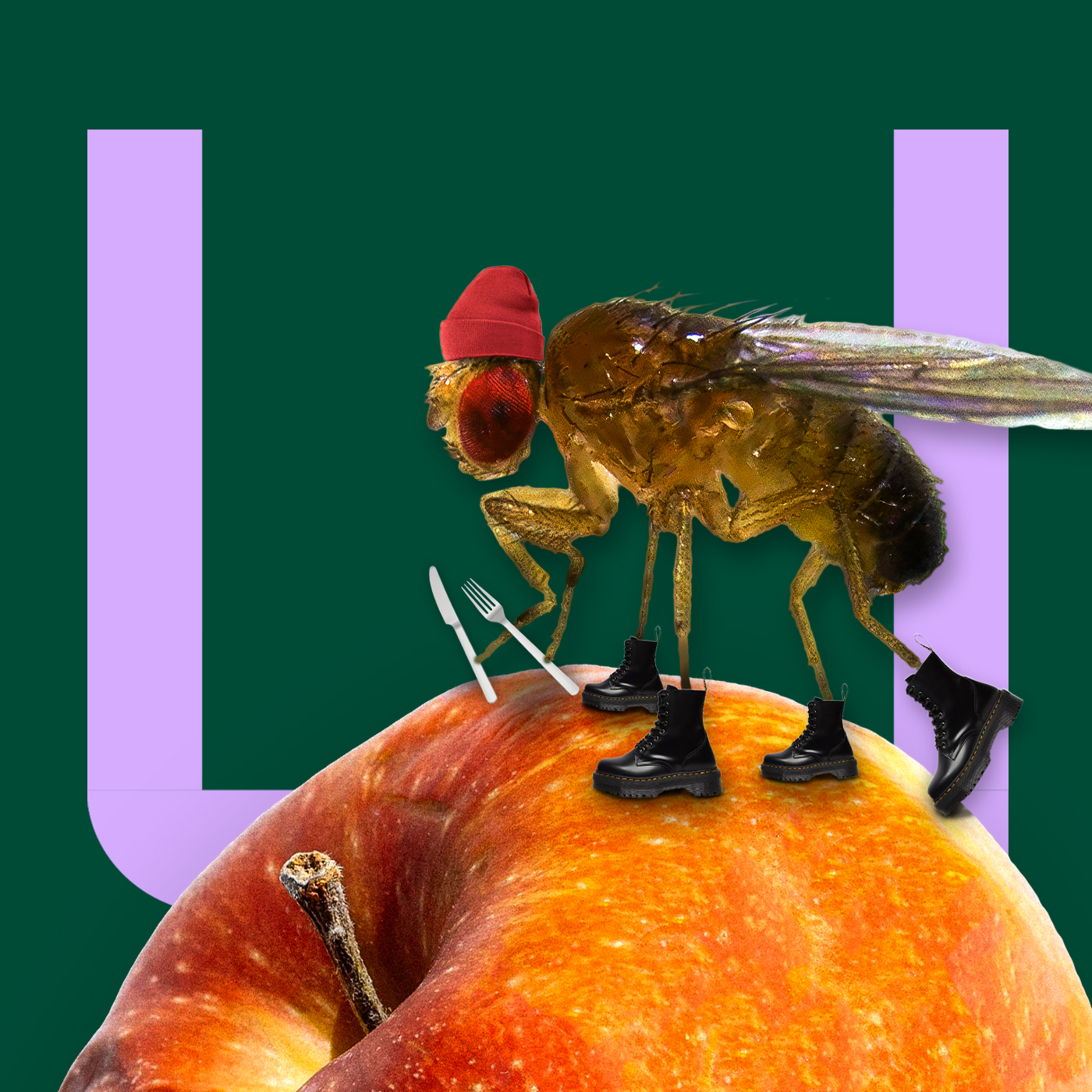 705. Dit is waarom jij op een fruitvlieg lijkt