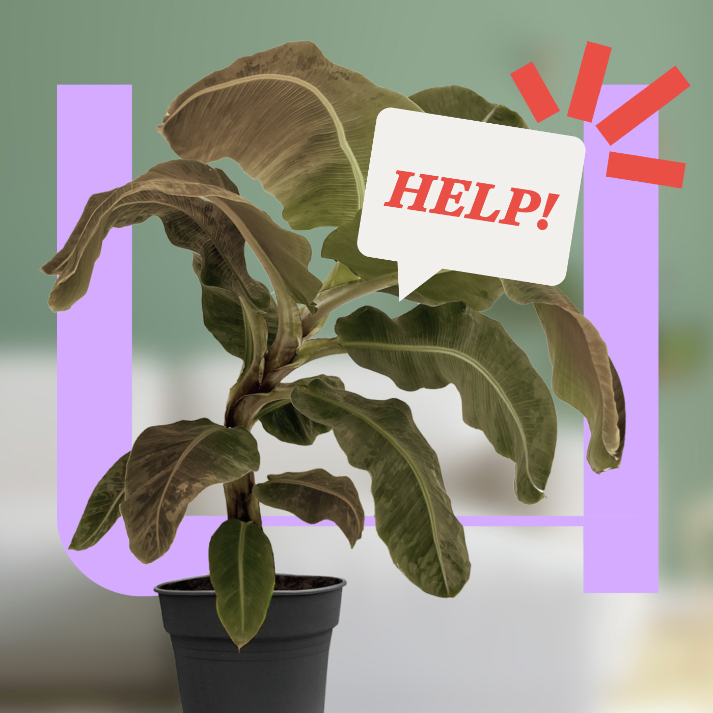 775. Hoe houd je je planten in leven volgens de wetenschap?