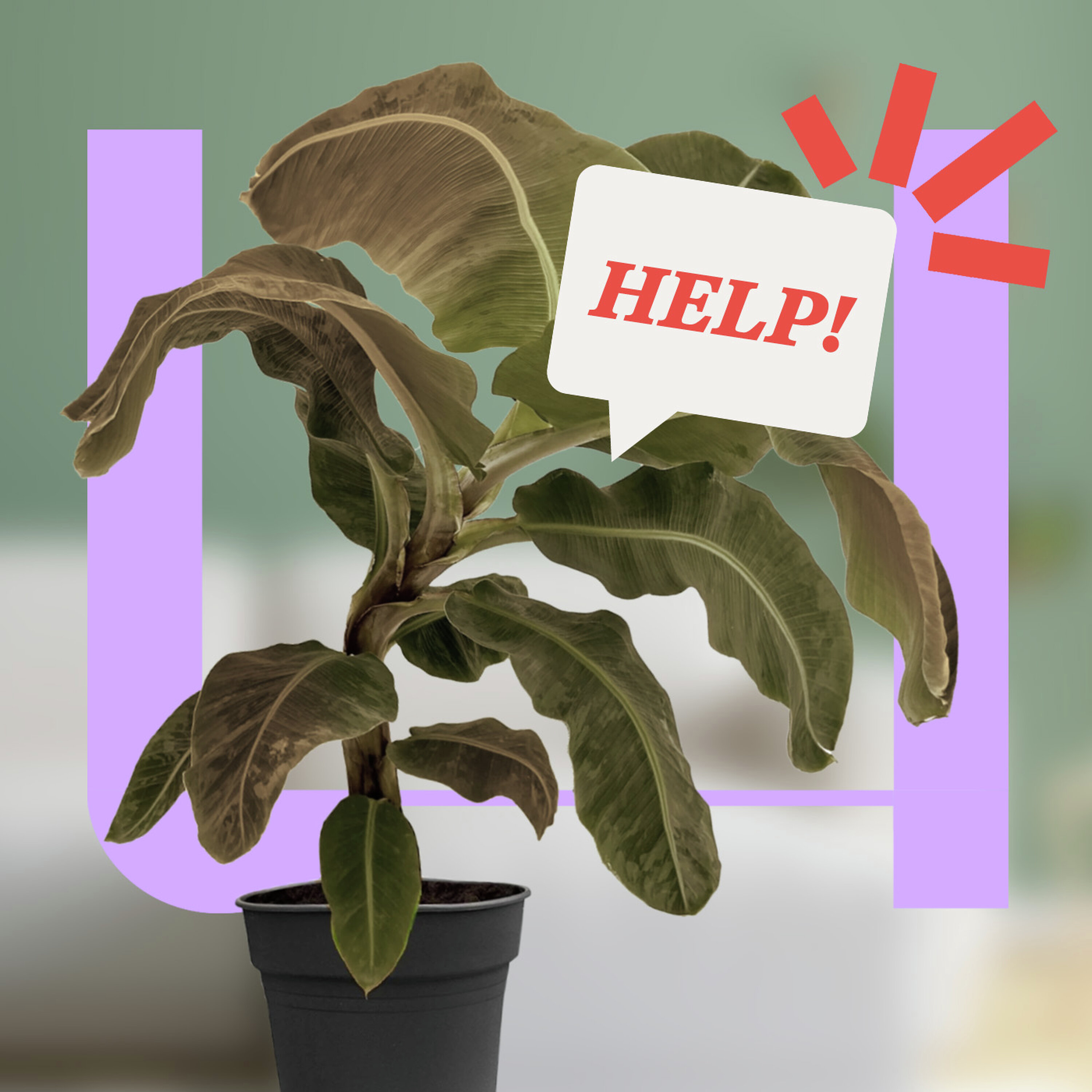 775. Hoe houd je je planten in leven volgens de wetenschap? 775. Hoe houd je je planten in leven volgens de wetenschap?