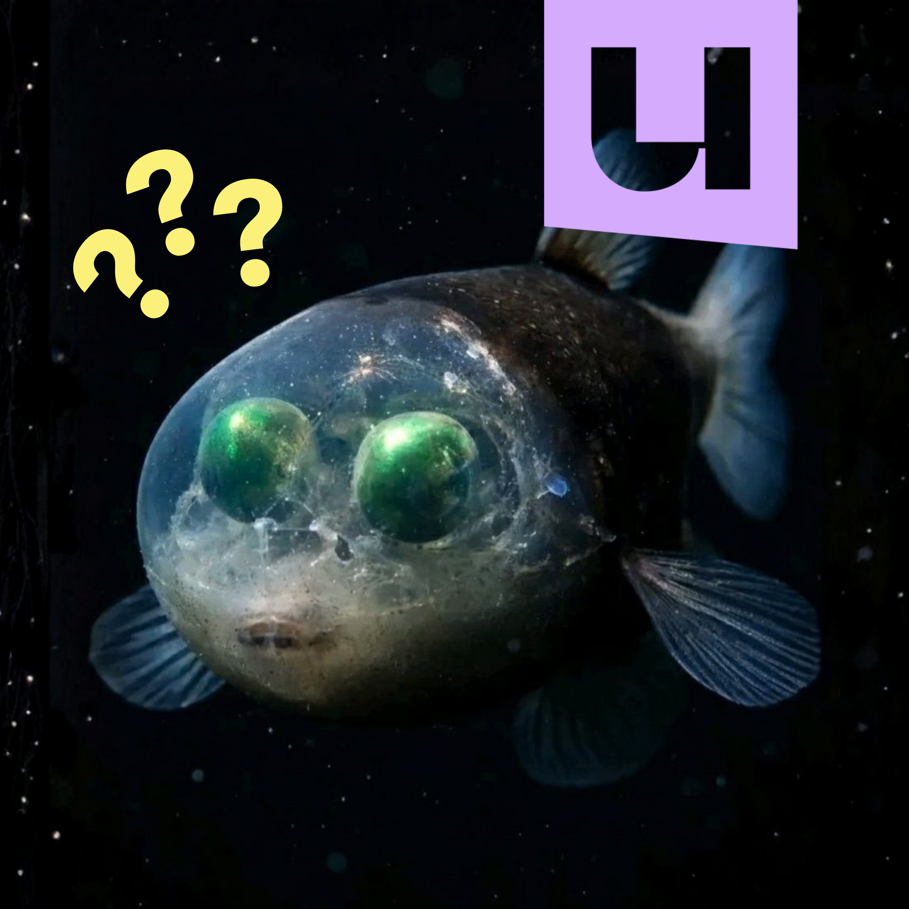 834. Van onderwatervulkanen tot doorzichtige vissen: dit zijn de mysteries van de diepzee episode artwork