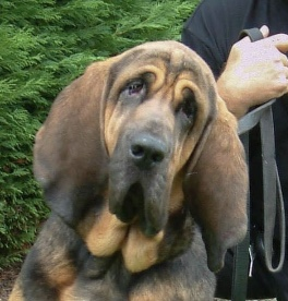 Dogs with Jobs