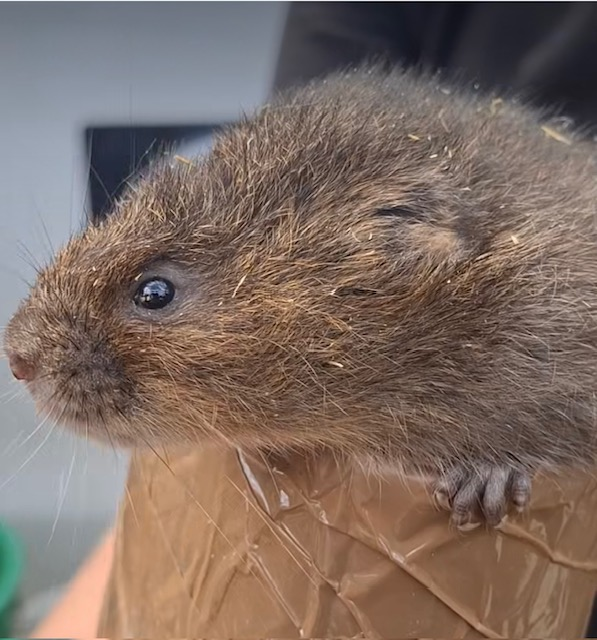 Water Voles released into our local waterways to aid the eco system