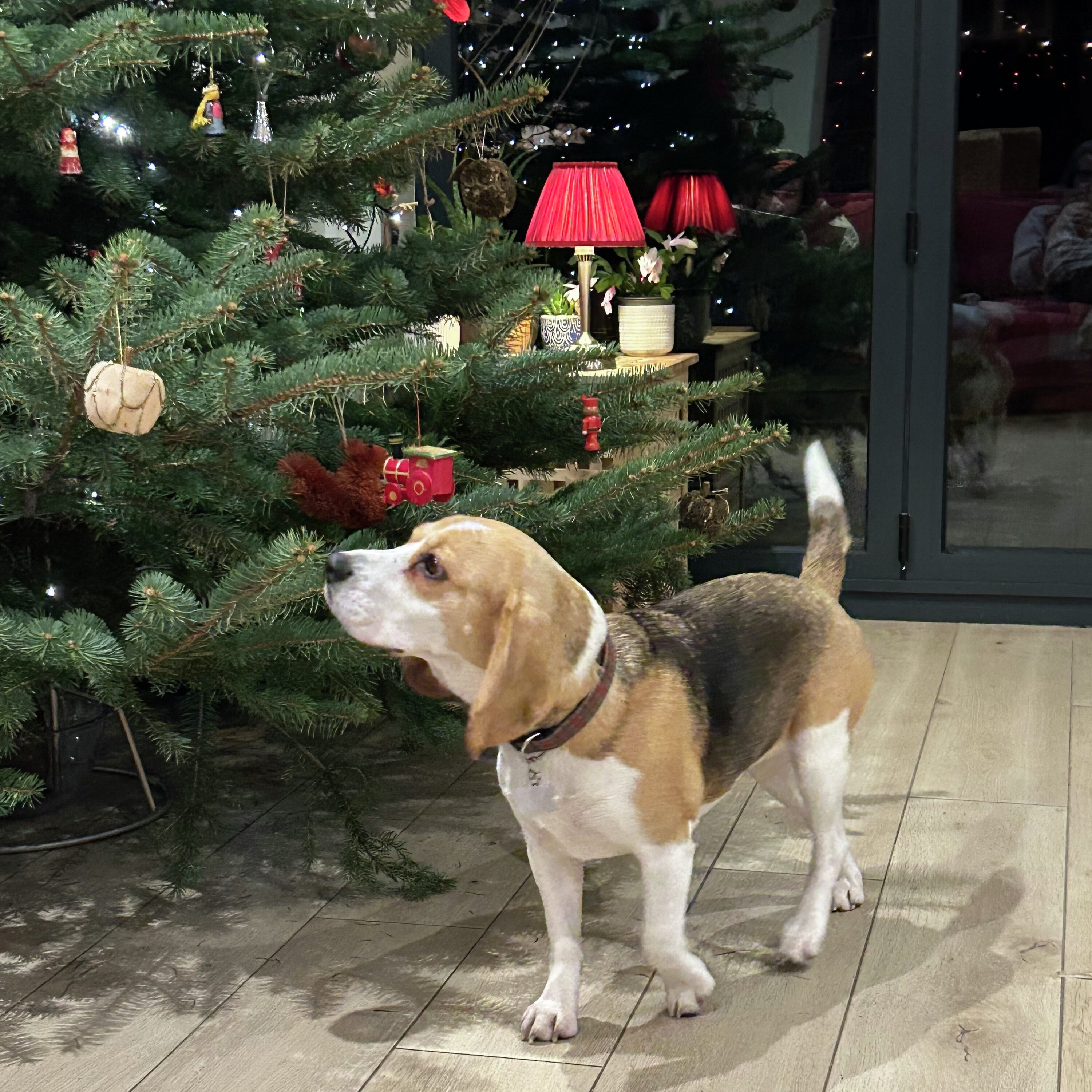 Dogs with Jobs Christmas Special 2025 episode artwork