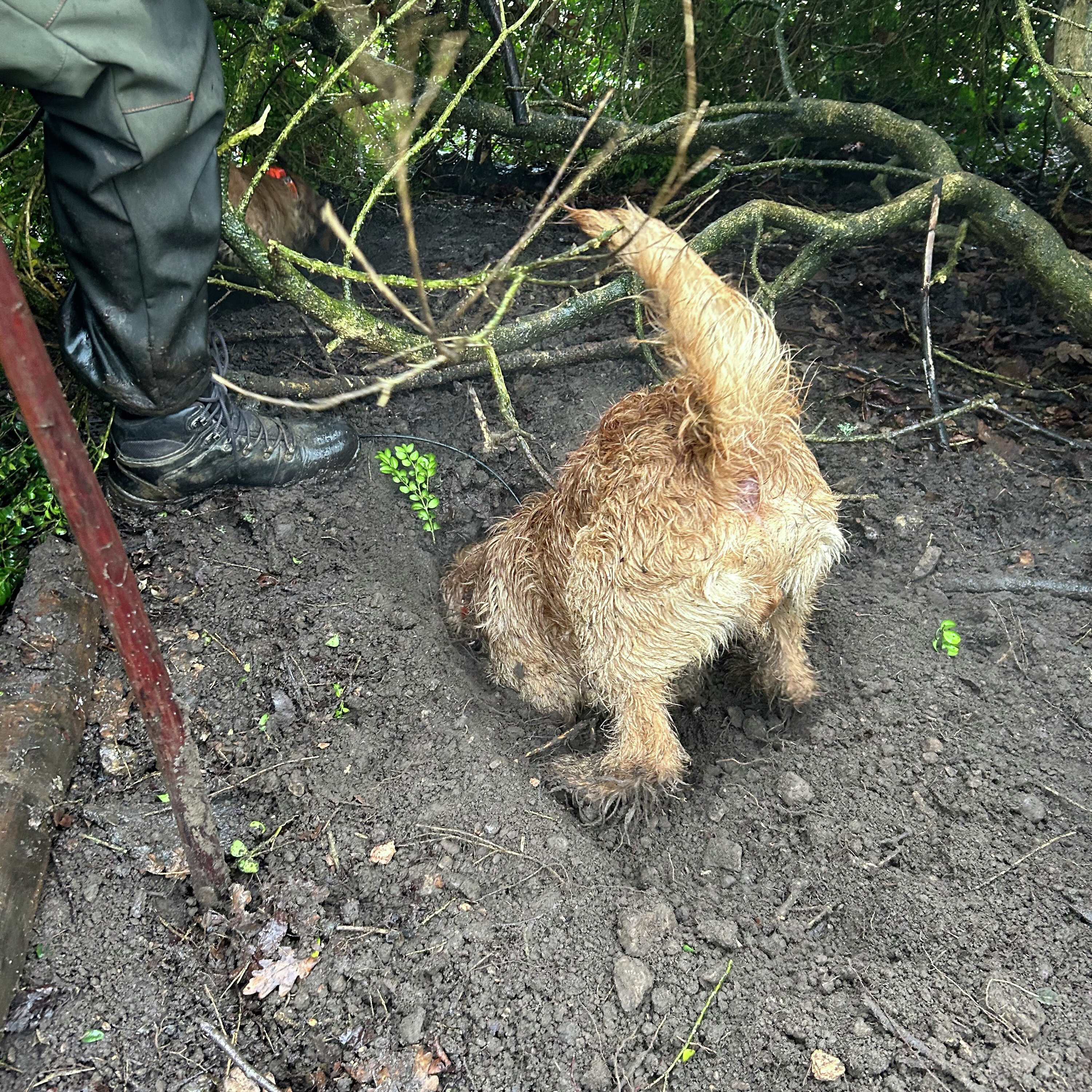 Ratting with the West Sussex Warreners Ratting with the West Sussex Warreners