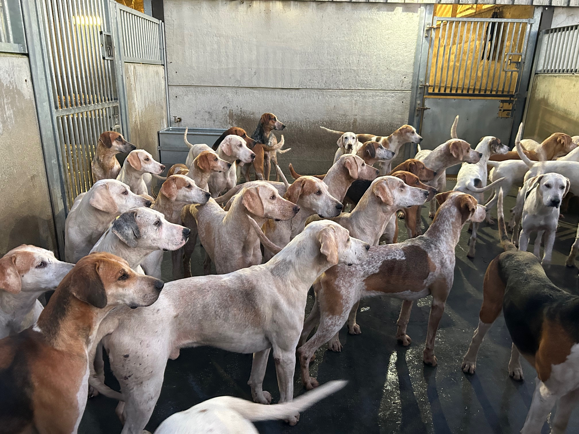 A breakfast date with a pack of trail hunting hounds