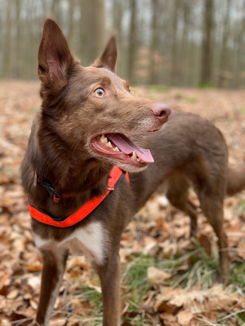 Dogs with Jobs