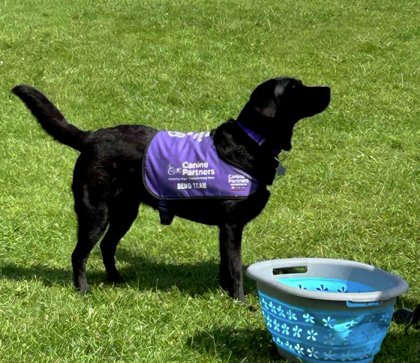 Dogs with Jobs