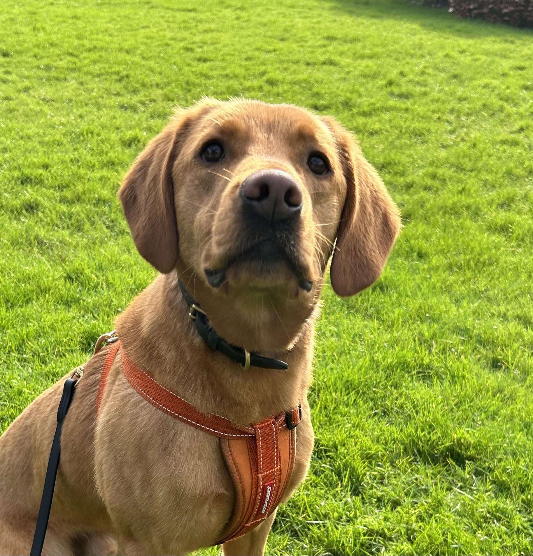 Police Dog Jax, the victim recovery dog